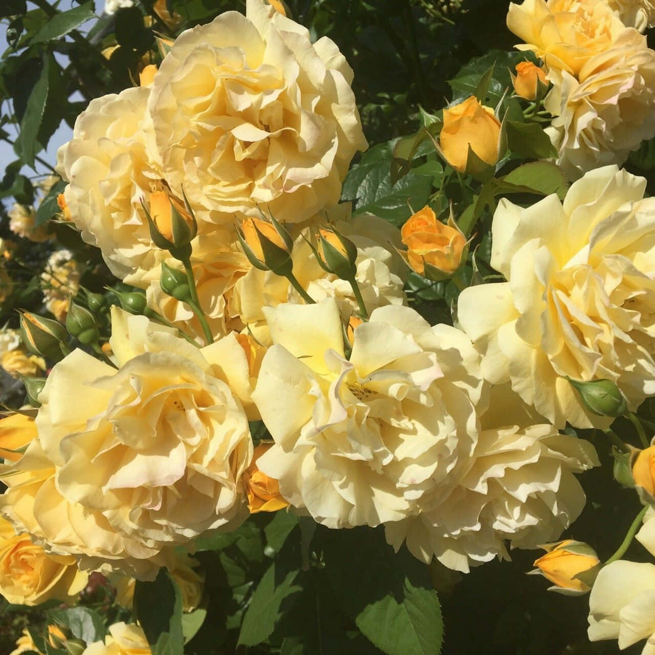 "Skjønnheten til en delikat estetisk blomst" Bakgrunner