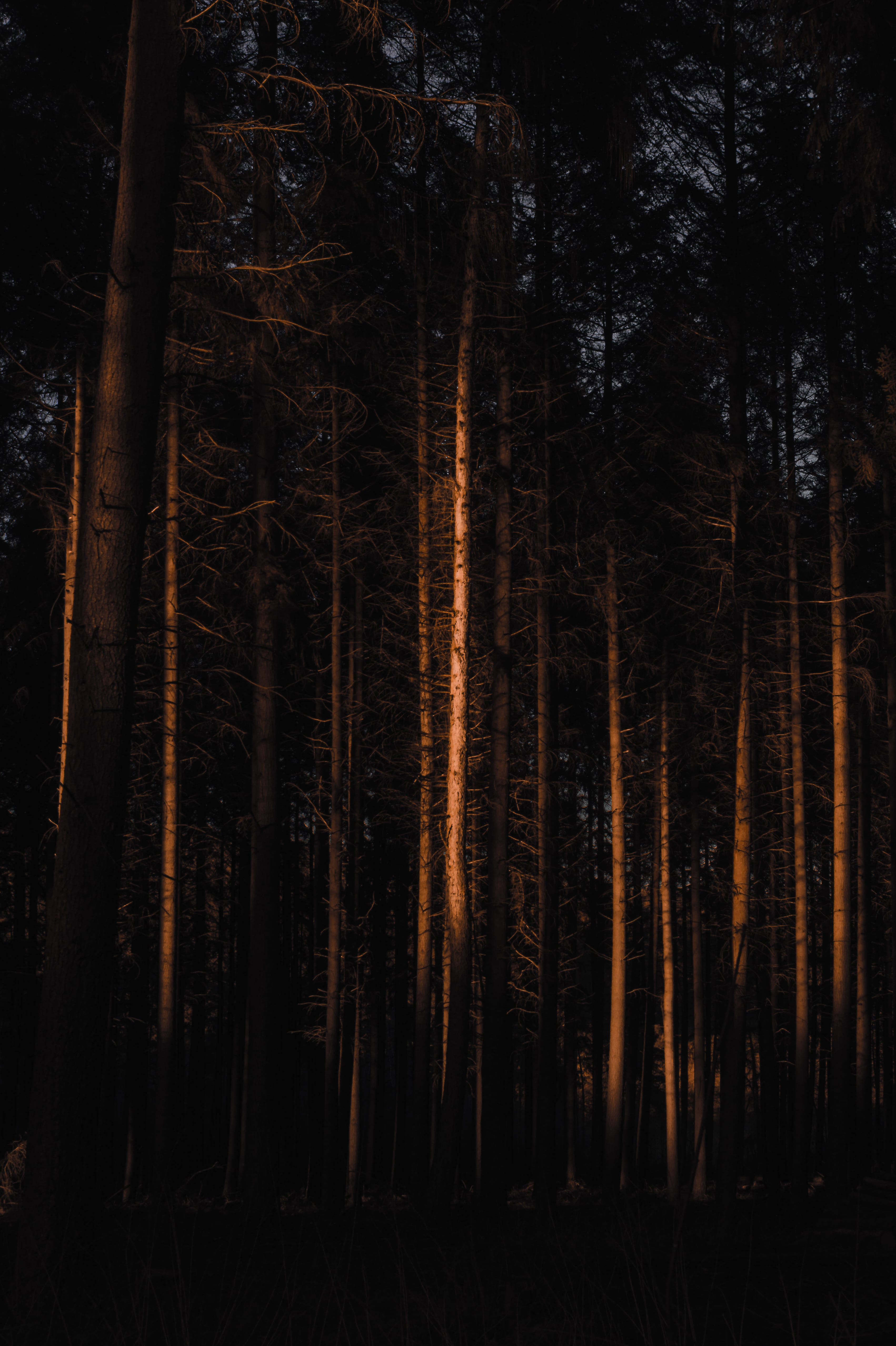 Skog dempet Bakgrunner