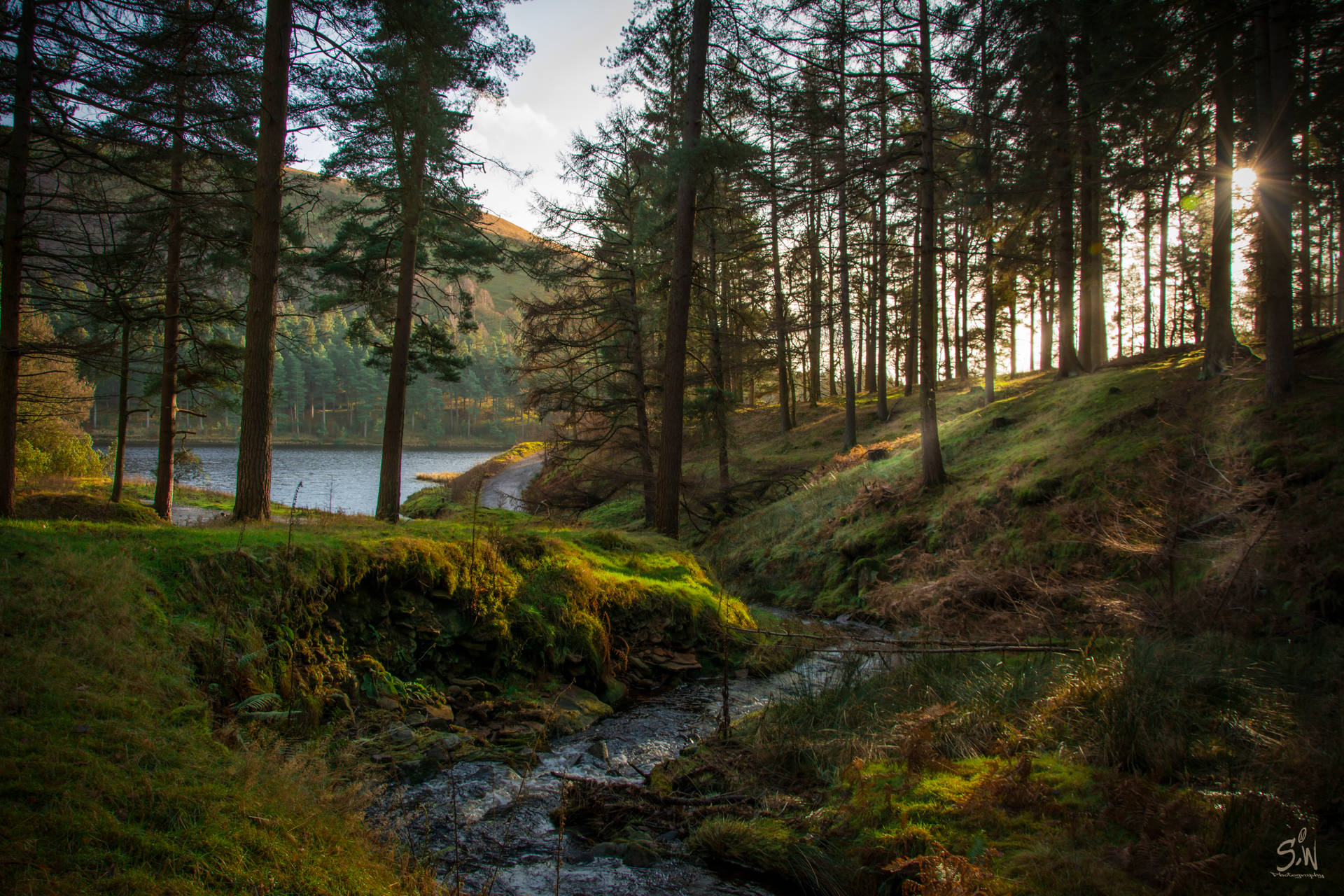 Skog med bekk bakgrunnsbilde