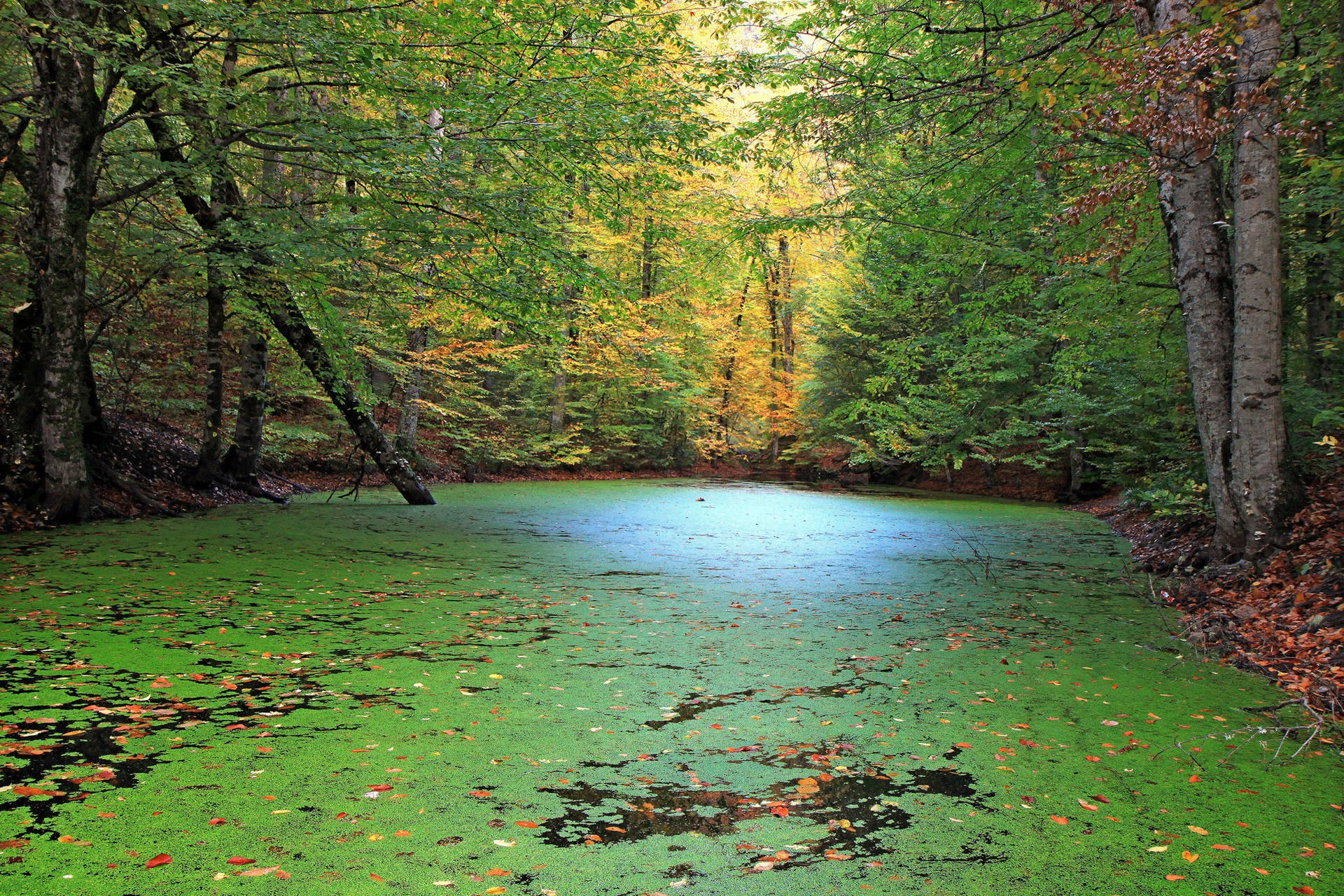 Skog med mosedekket innsjø bakgrunnsbilde