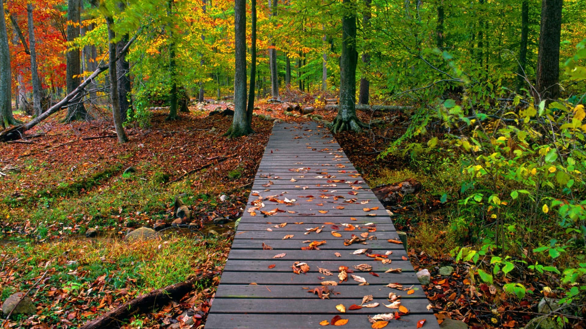 Skog med trepromenade HD høstbakgrunn Bakgrunner