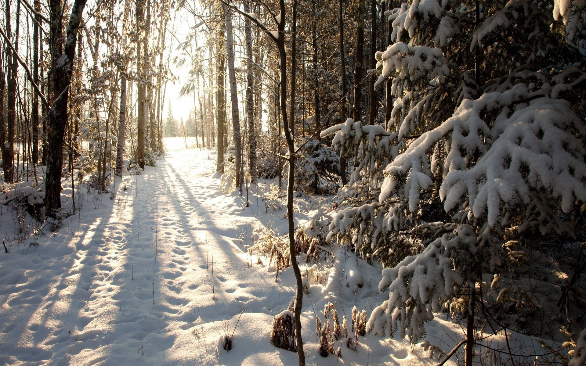 Skog om vinteren bakgrunnsbilde