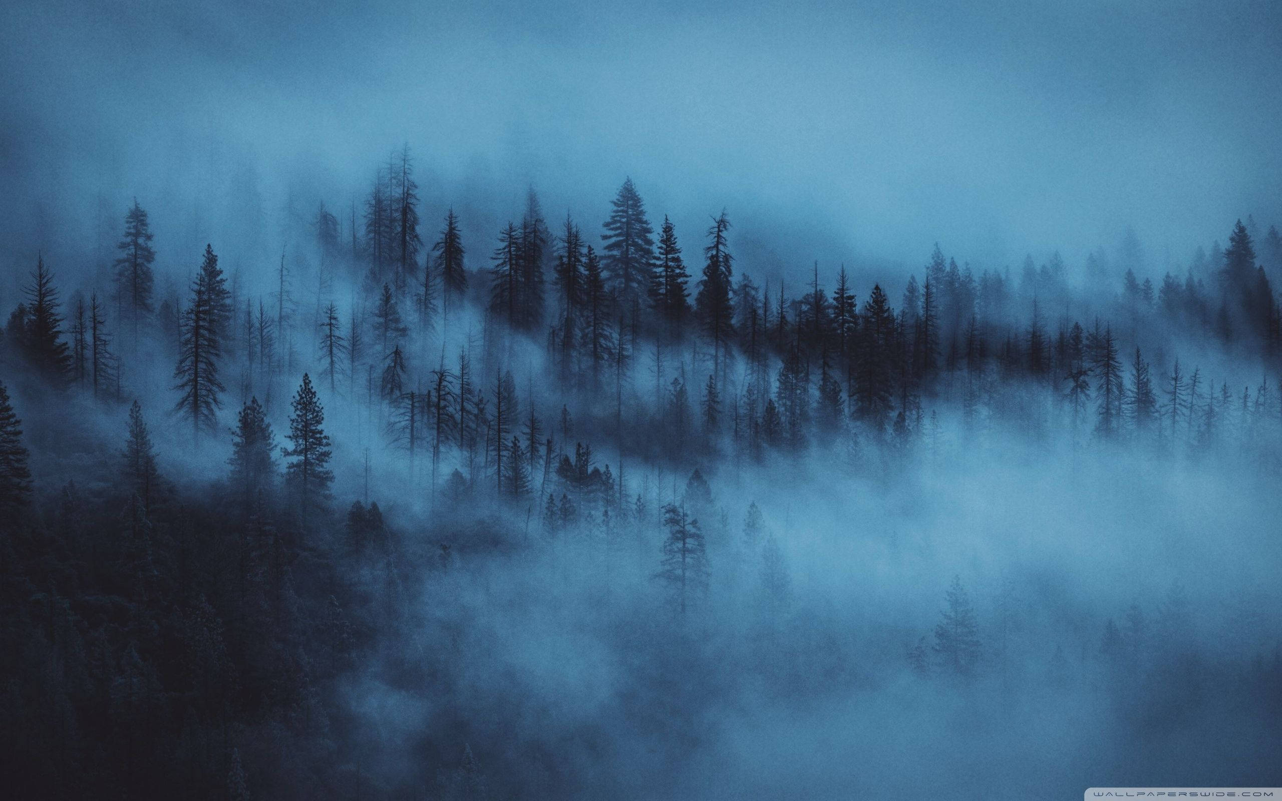 Skogbakgrunn Tåke Natt Bakgrunner