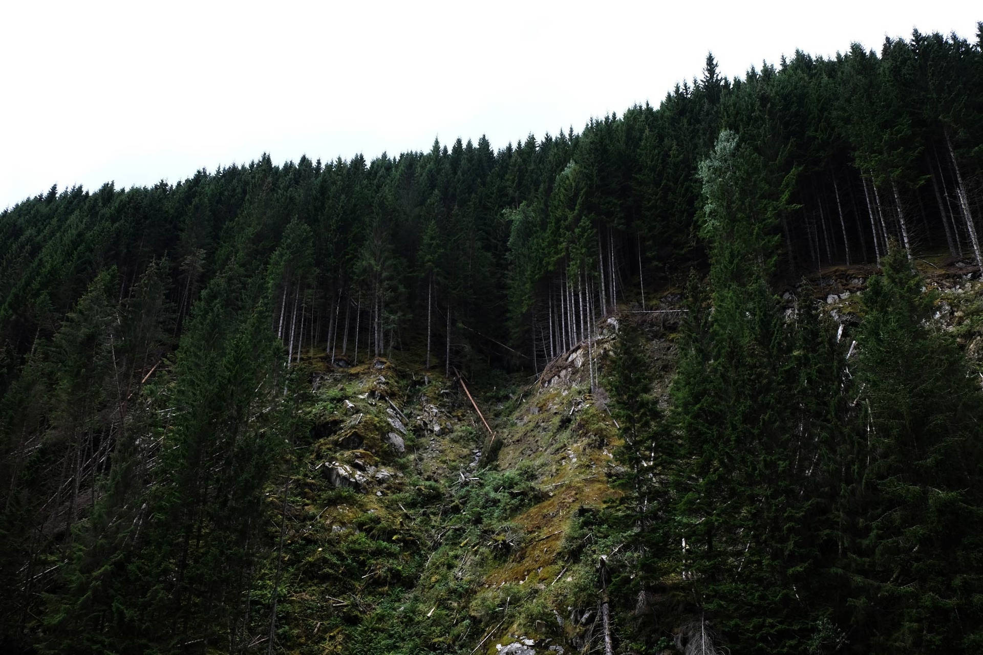 Skogfjellkant bakgrunnsbilde