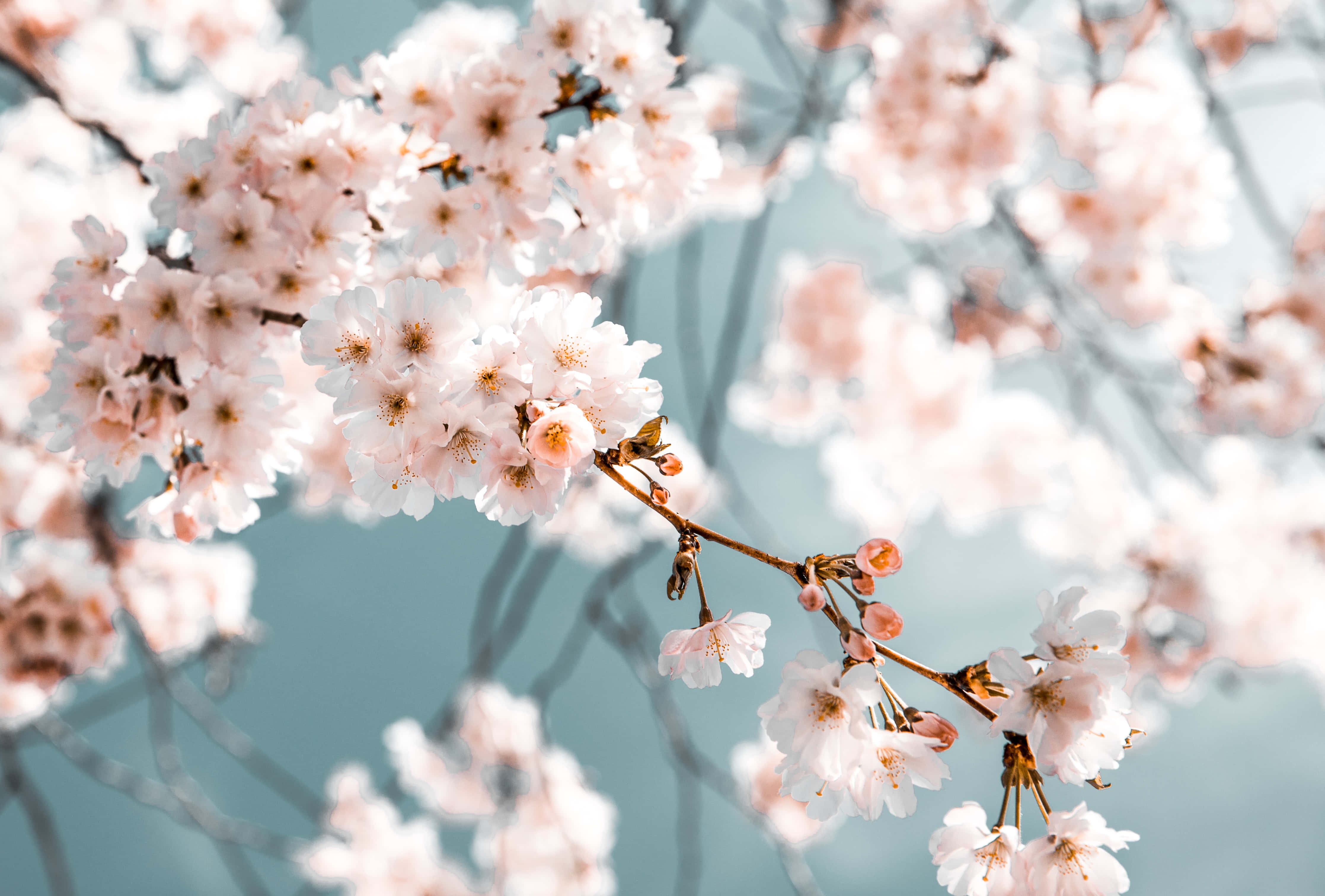 Skrivebordsbakgrunn kirsebærblomster Bakgrunner
