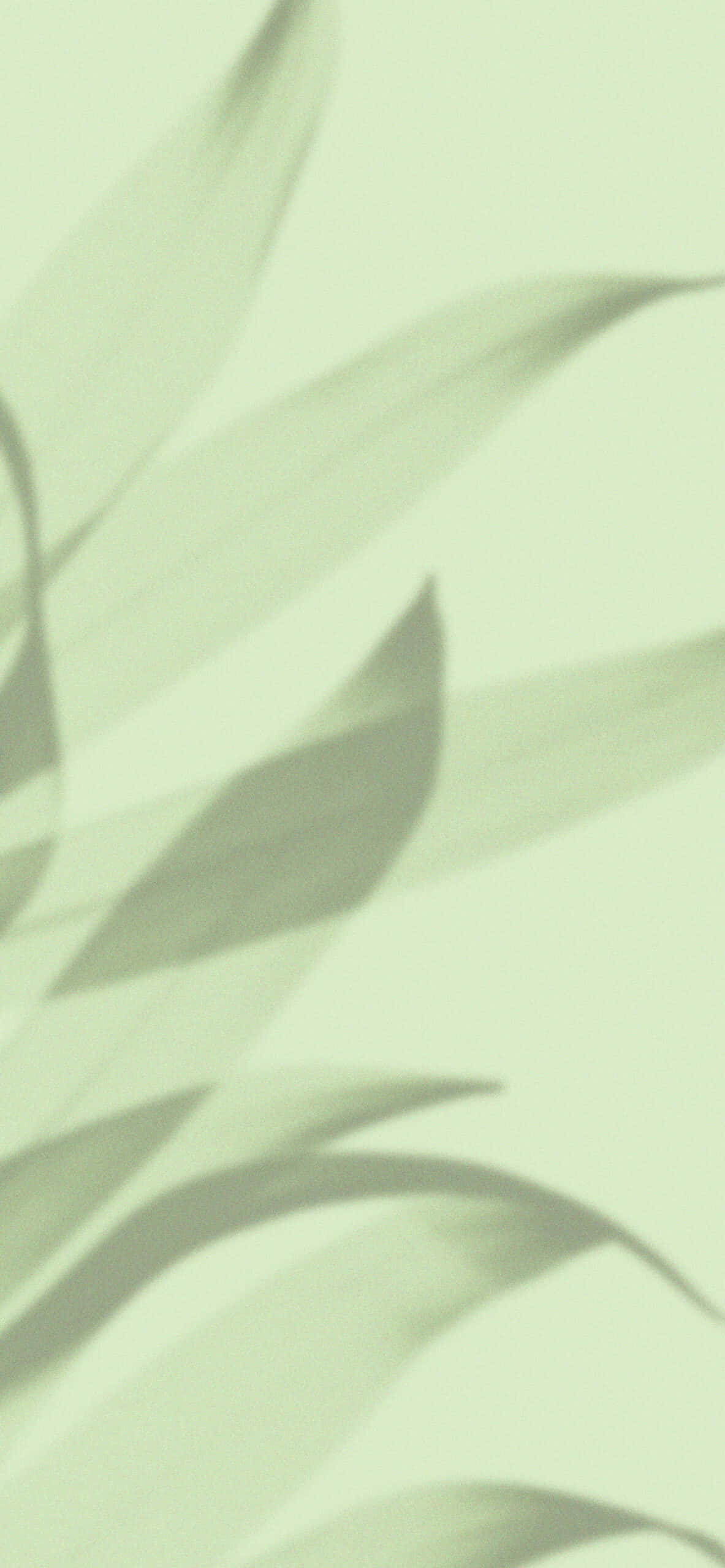 Skyggeblader på lysegrønn bakgrunn Bakgrunner