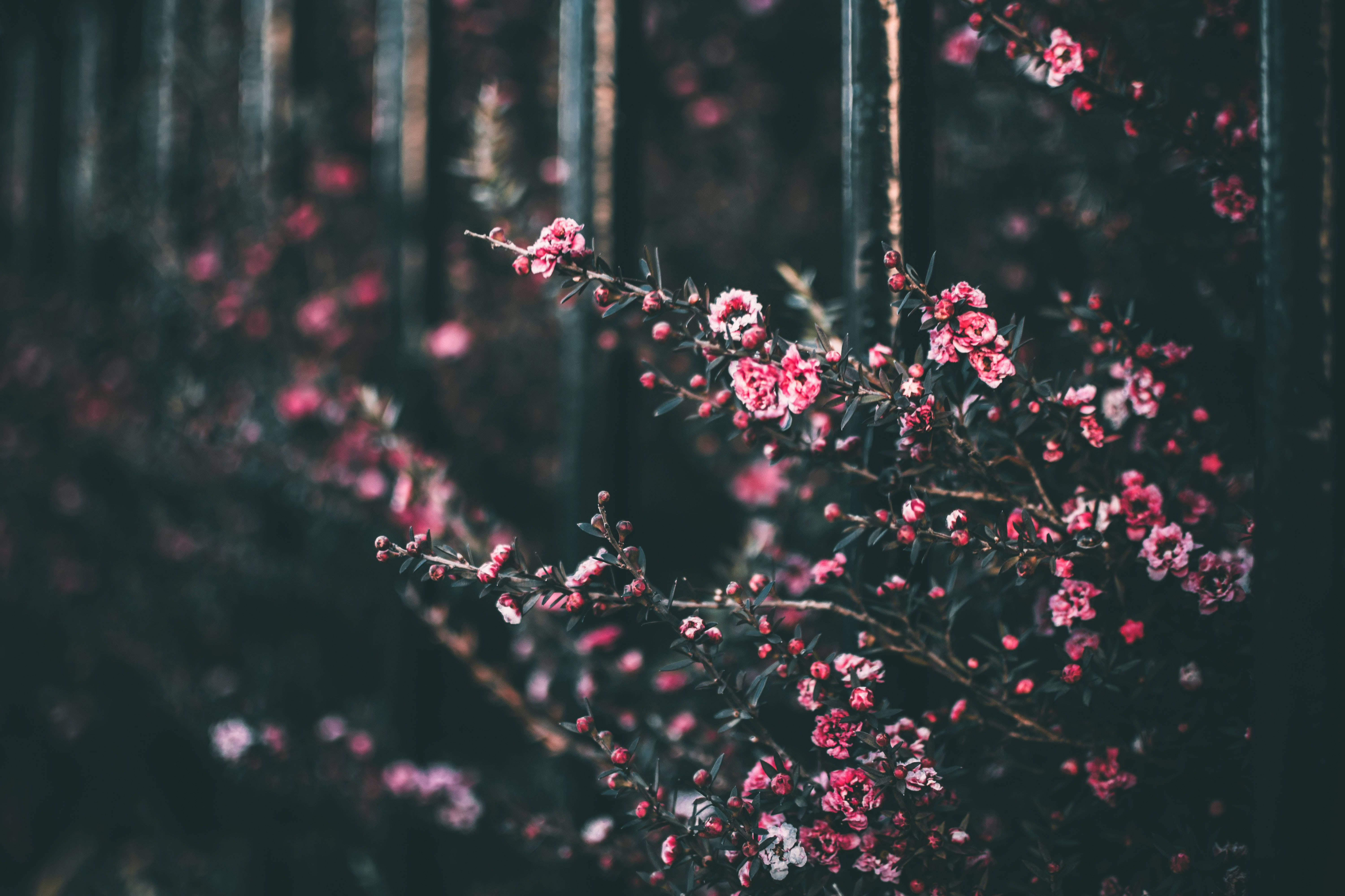 Skyggete rosa blomsterbakgrunn Bakgrunner