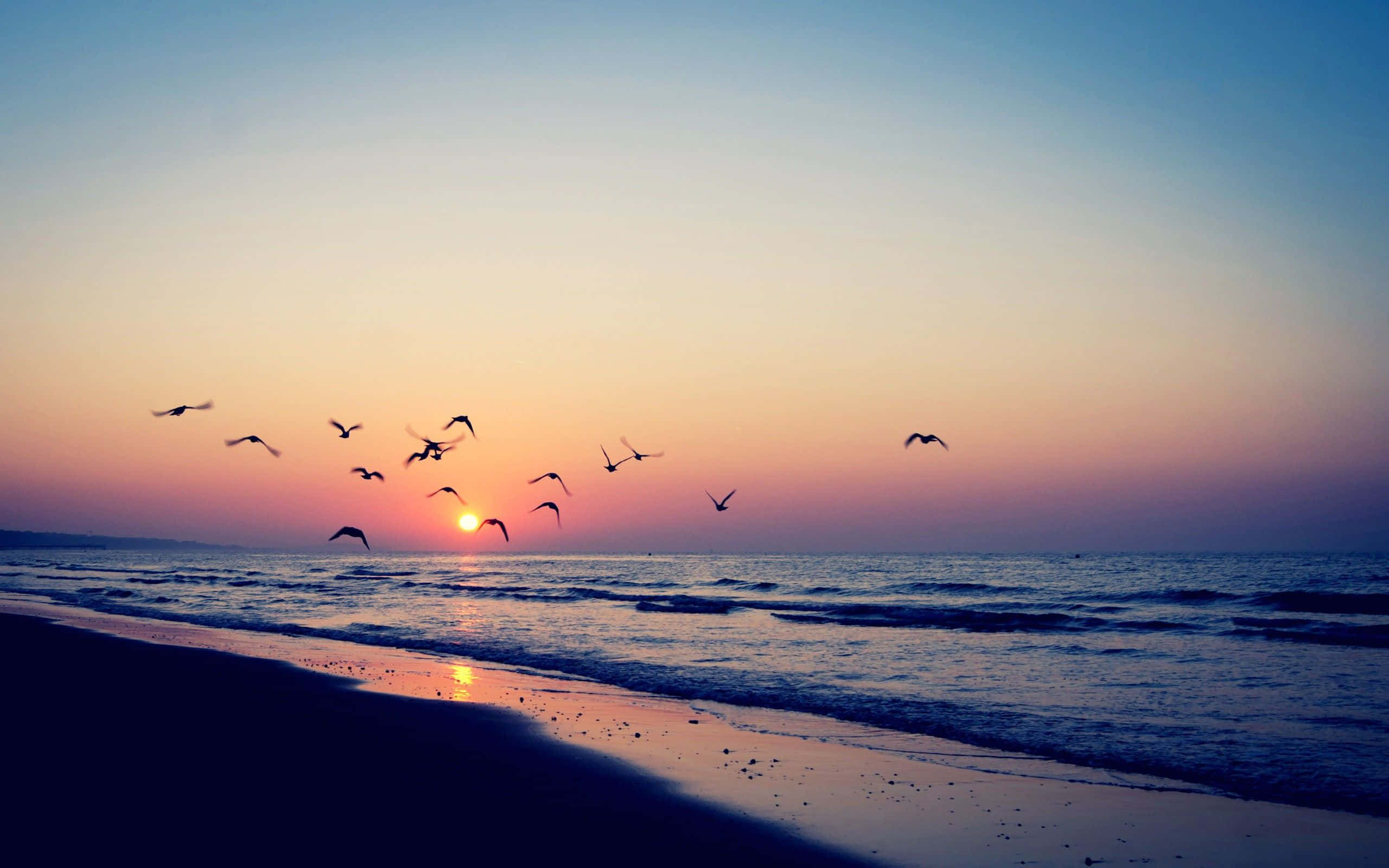 Slapp av og nyt naturen på sitt beste ved den estetiske stranden. Bakgrunner