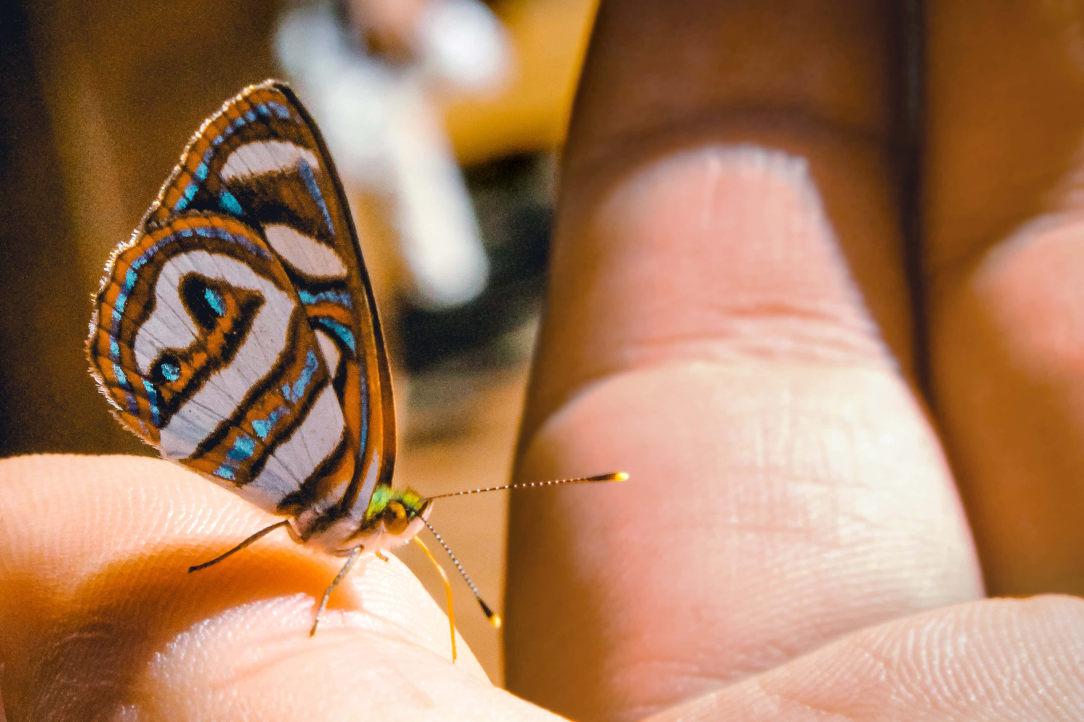 Slapp av og nyt skjønnheten til en grasiøs Butterfly Aesthetic. Bakgrunner