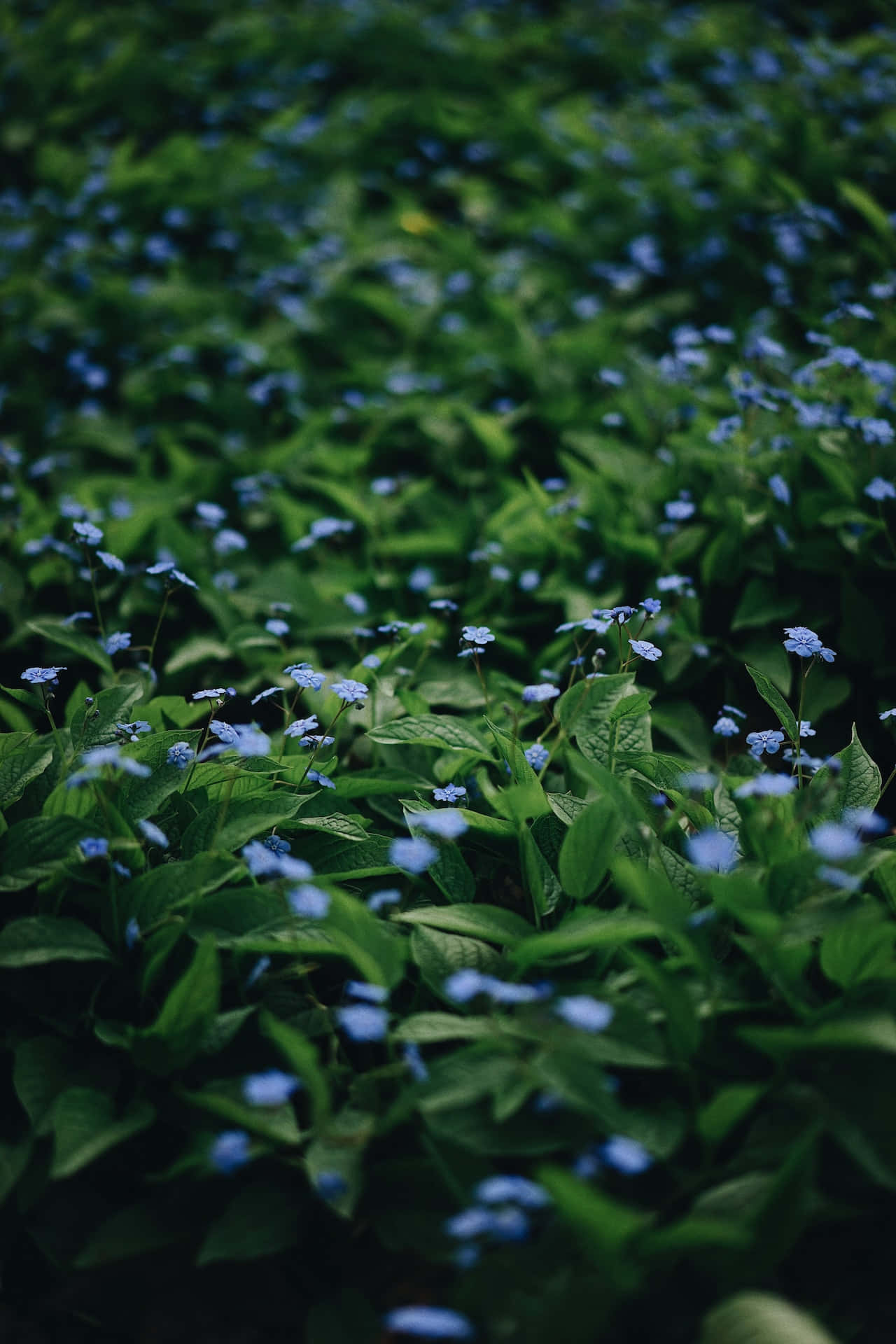 Små blå blomster på telefon Bakgrunner