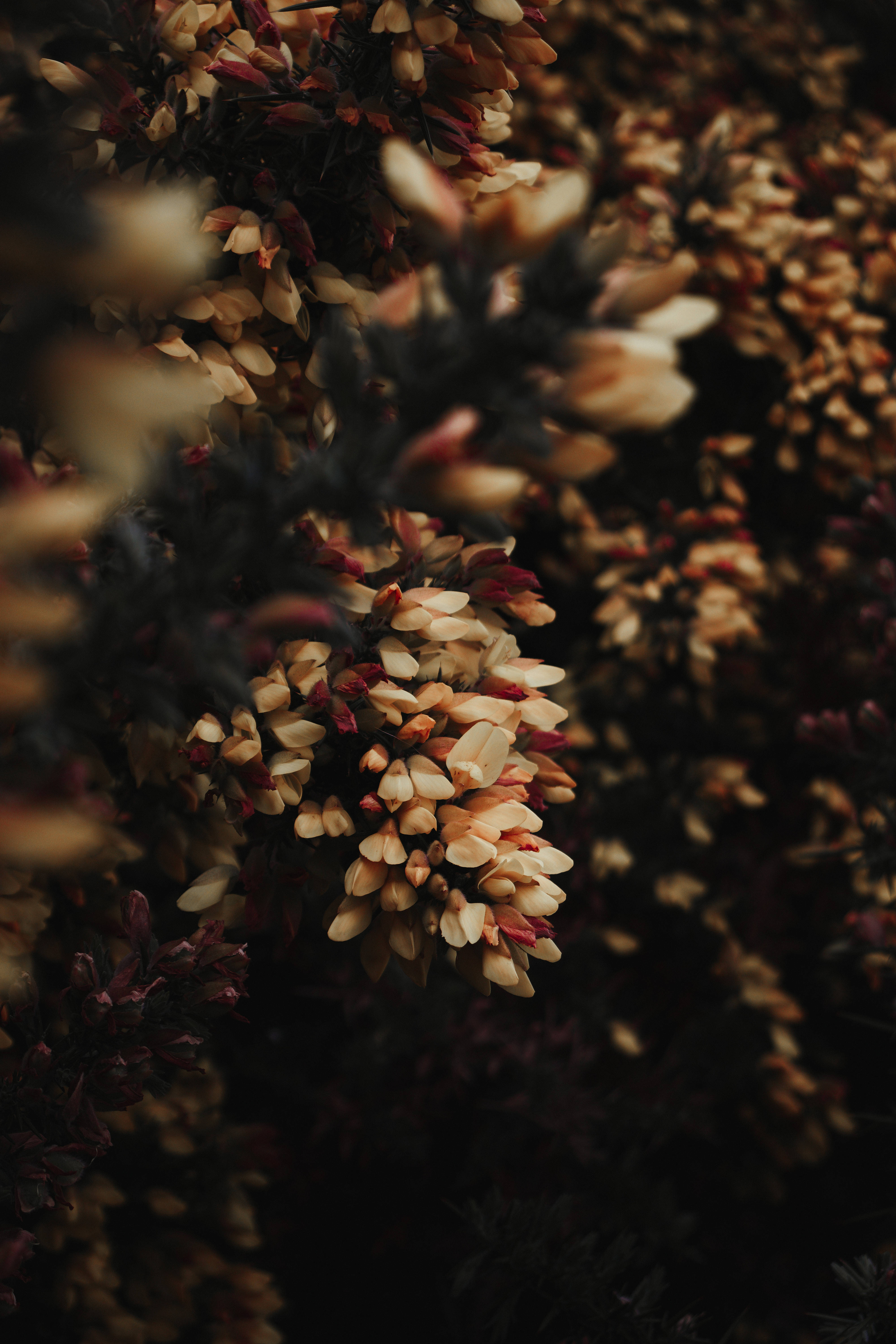 Små hvite blomster Floral iPhone Bakgrunner