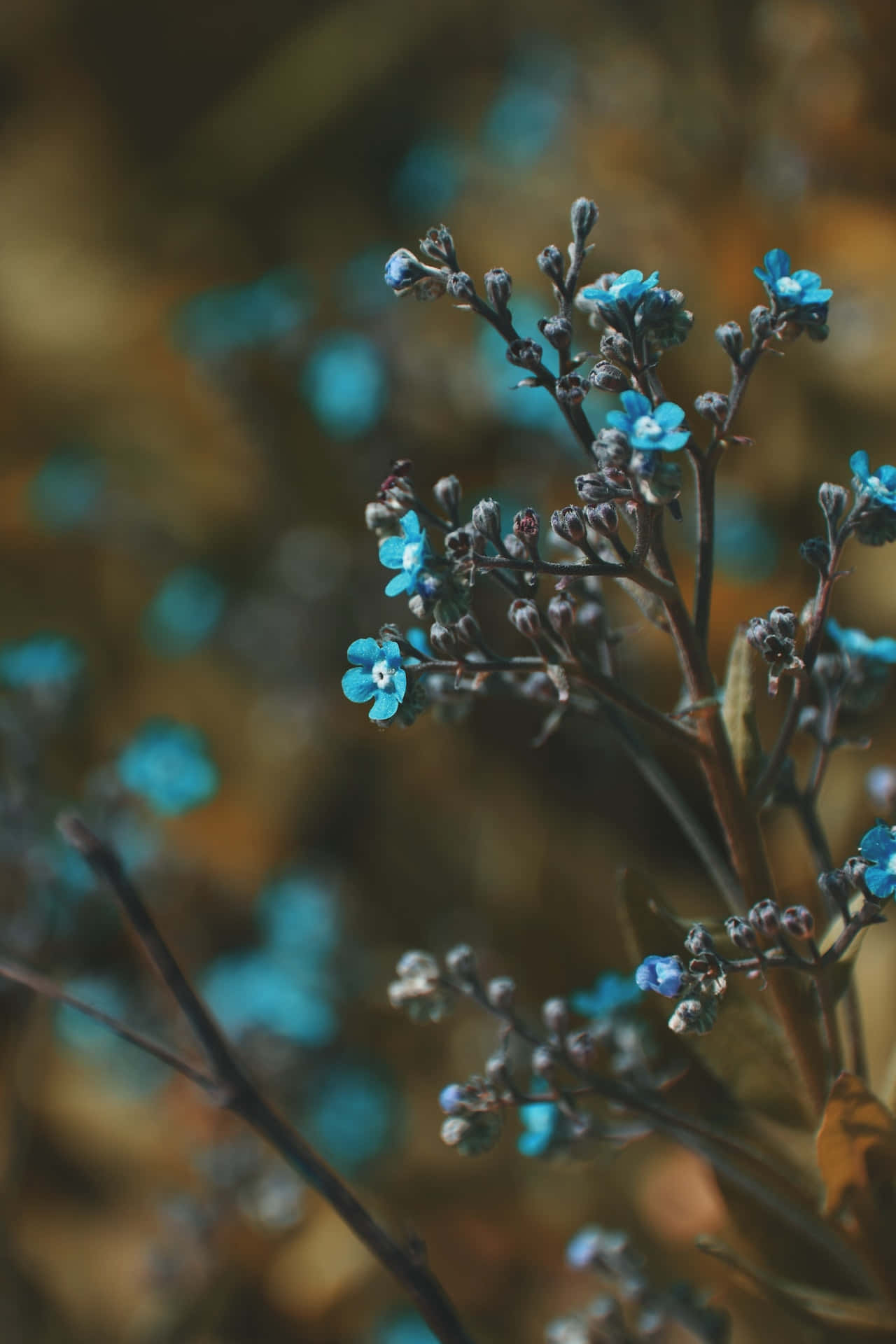 Små knopper blå blomster telefon Bakgrunner