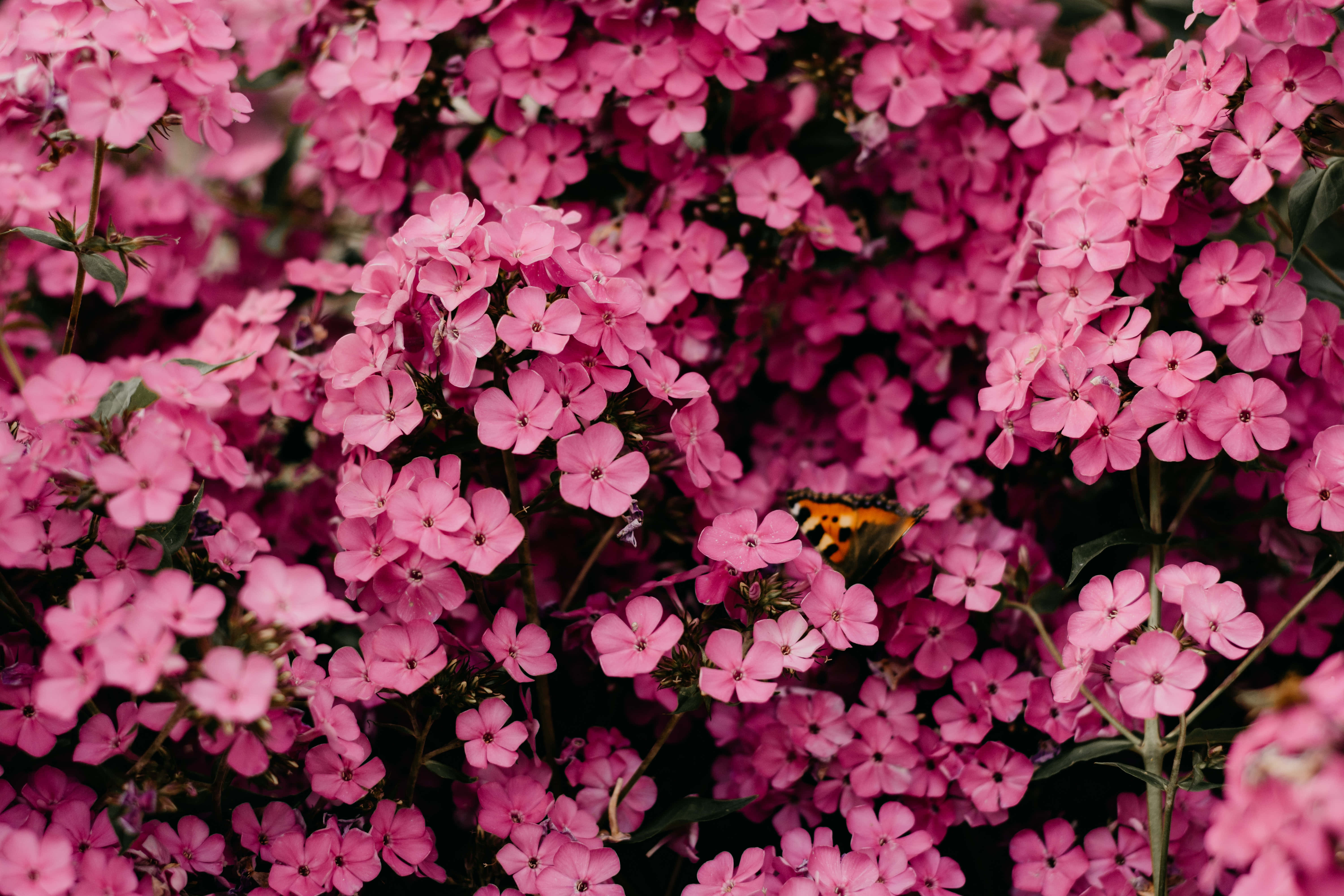 Småbladede rosa blomsterbilde Bakgrunner