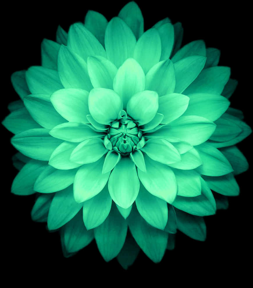 Smaragdgrønn dahlia i blomst Bakgrunner