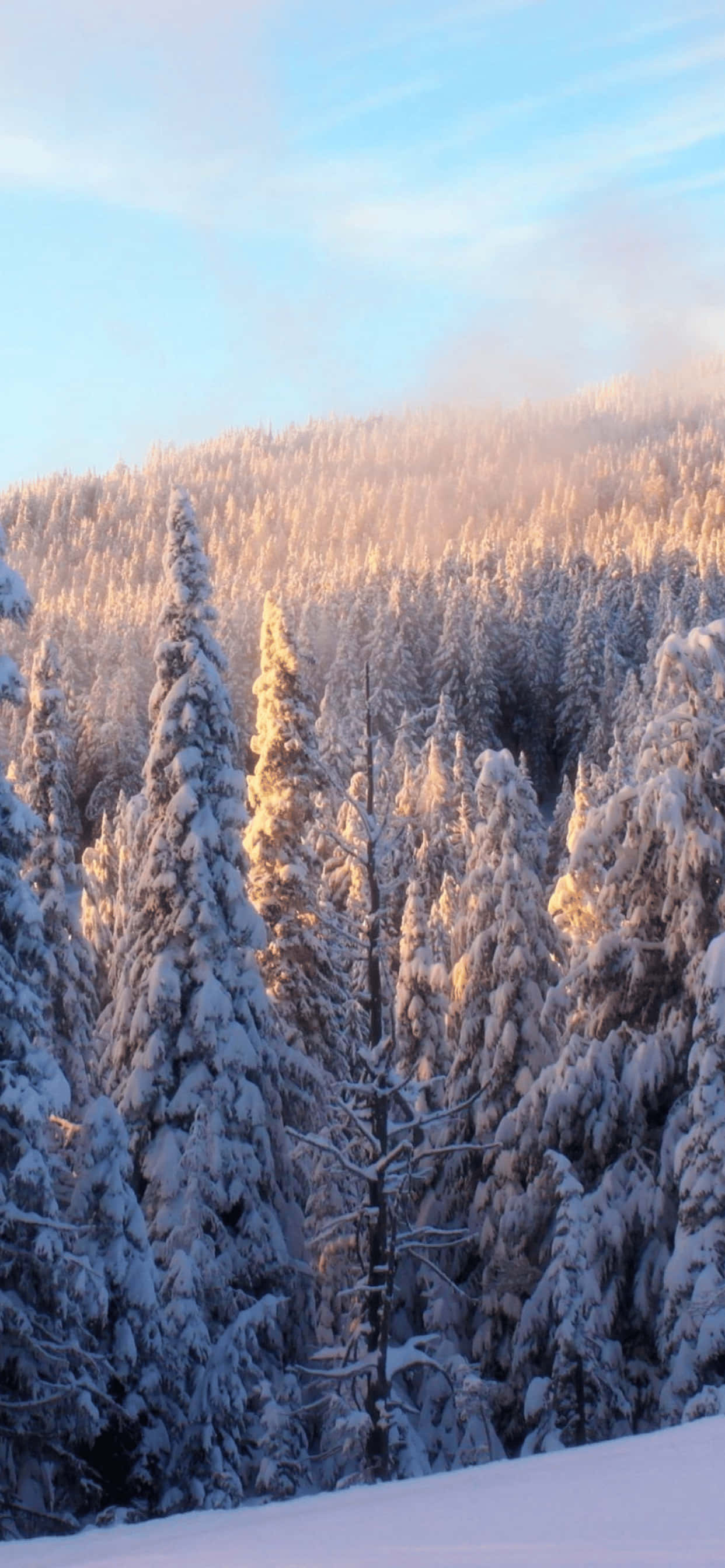 Snødekt vinterlandskap på iPhone XS Max Bakgrunner