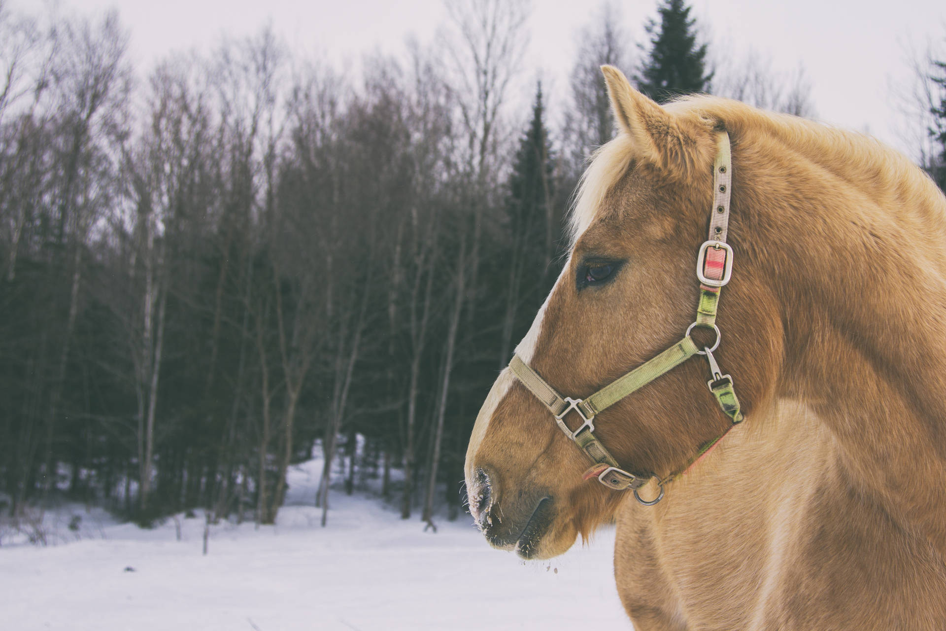 Brun hest i snø fotografi bakgrunnsbilde