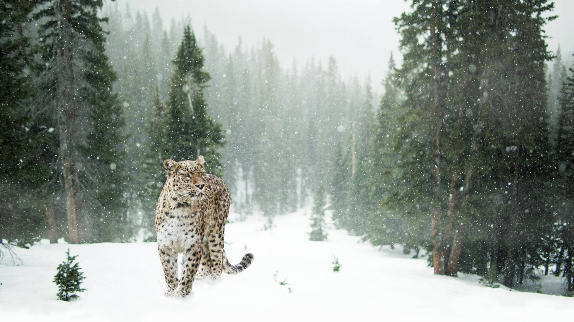 Snøleopard i vinterestetikk Bakgrunner