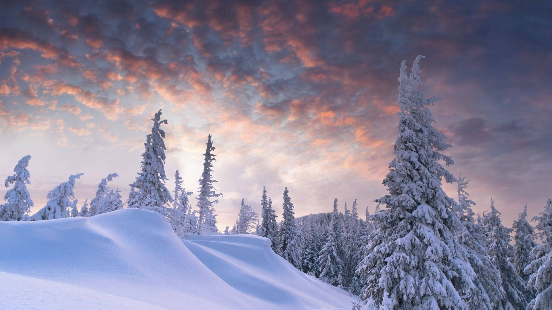 Snødekt estetisk skog Bakgrunner