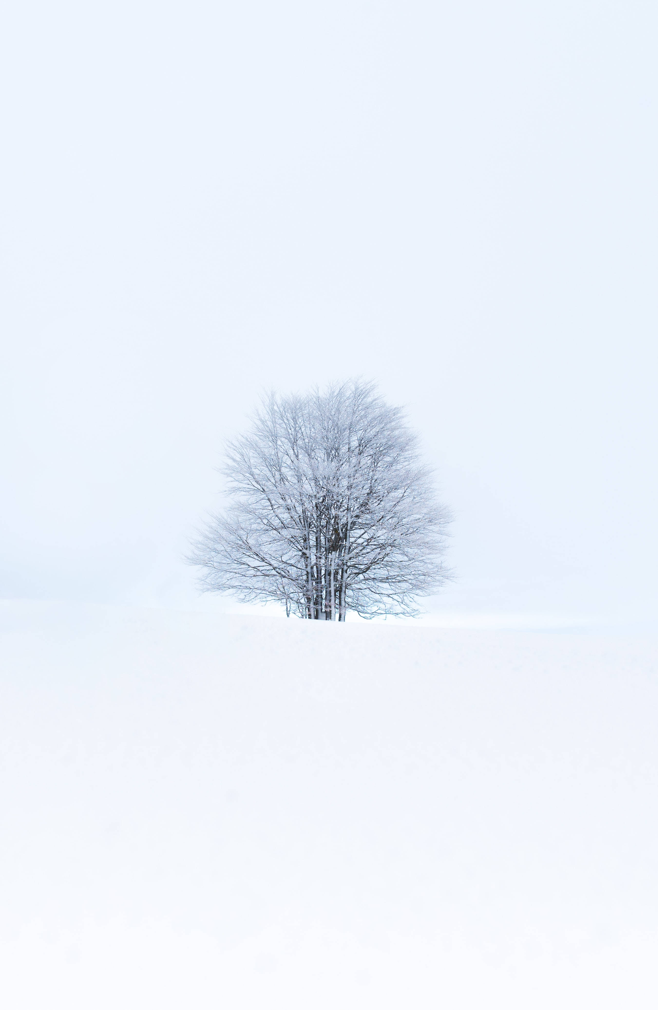 Snøhvit i skogen Bakgrunner