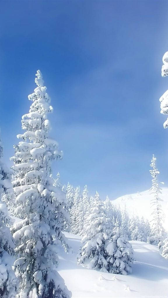 Snøtre Natur iPhone Bakgrunner