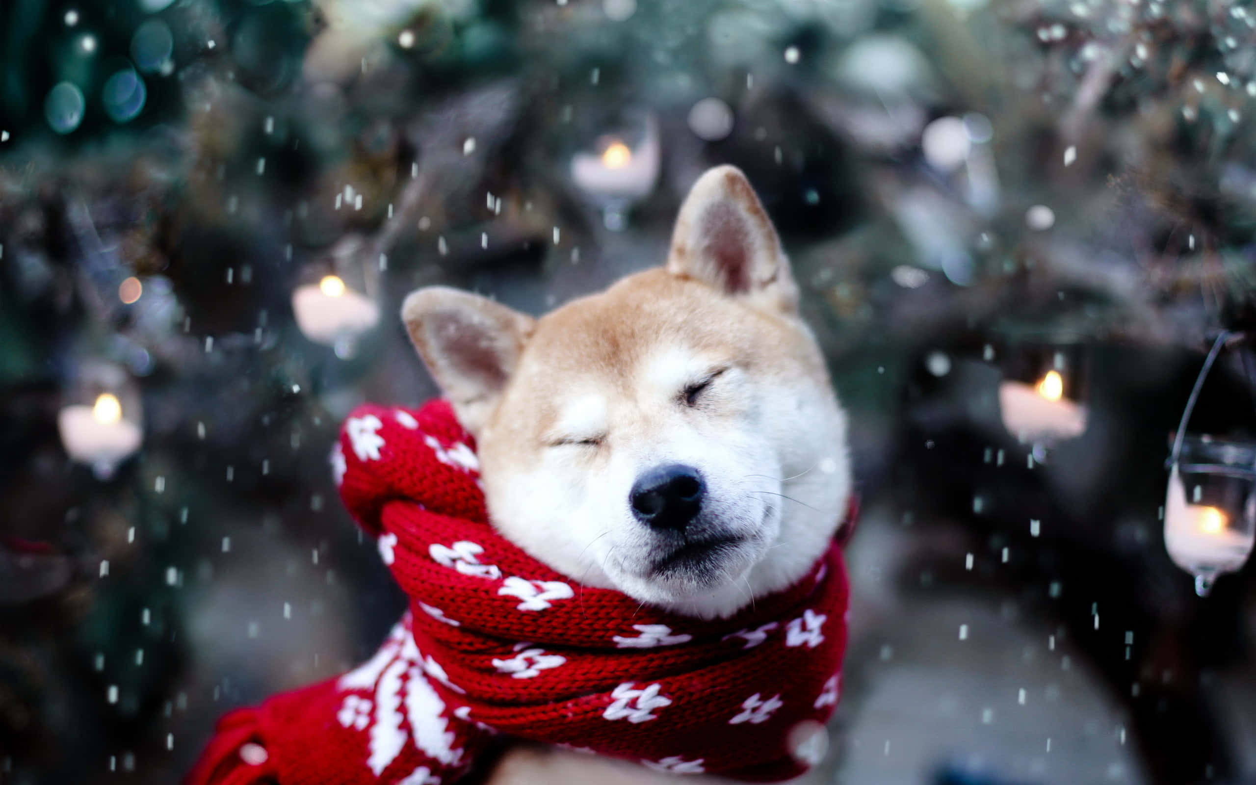 Snørik julehund Shiba Bakgrunner