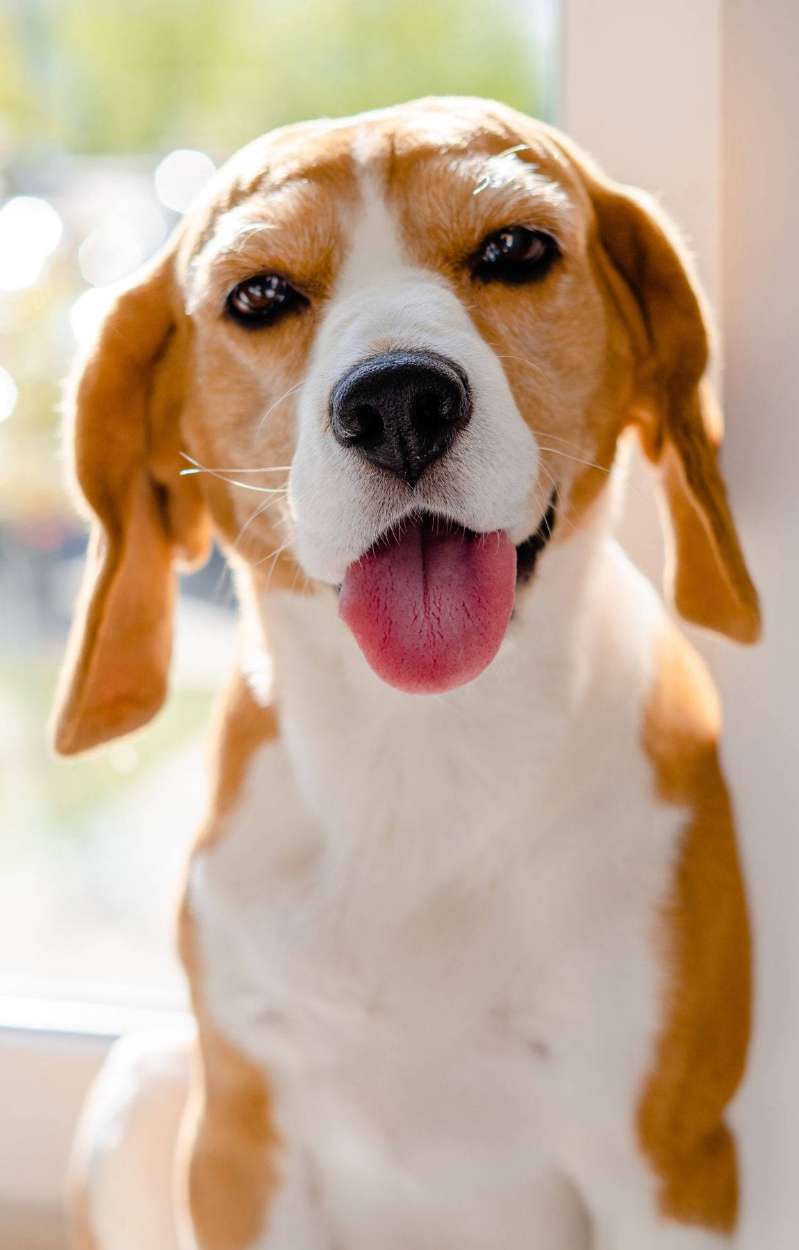Søt beaglehund med tungen ut Bakgrunner
