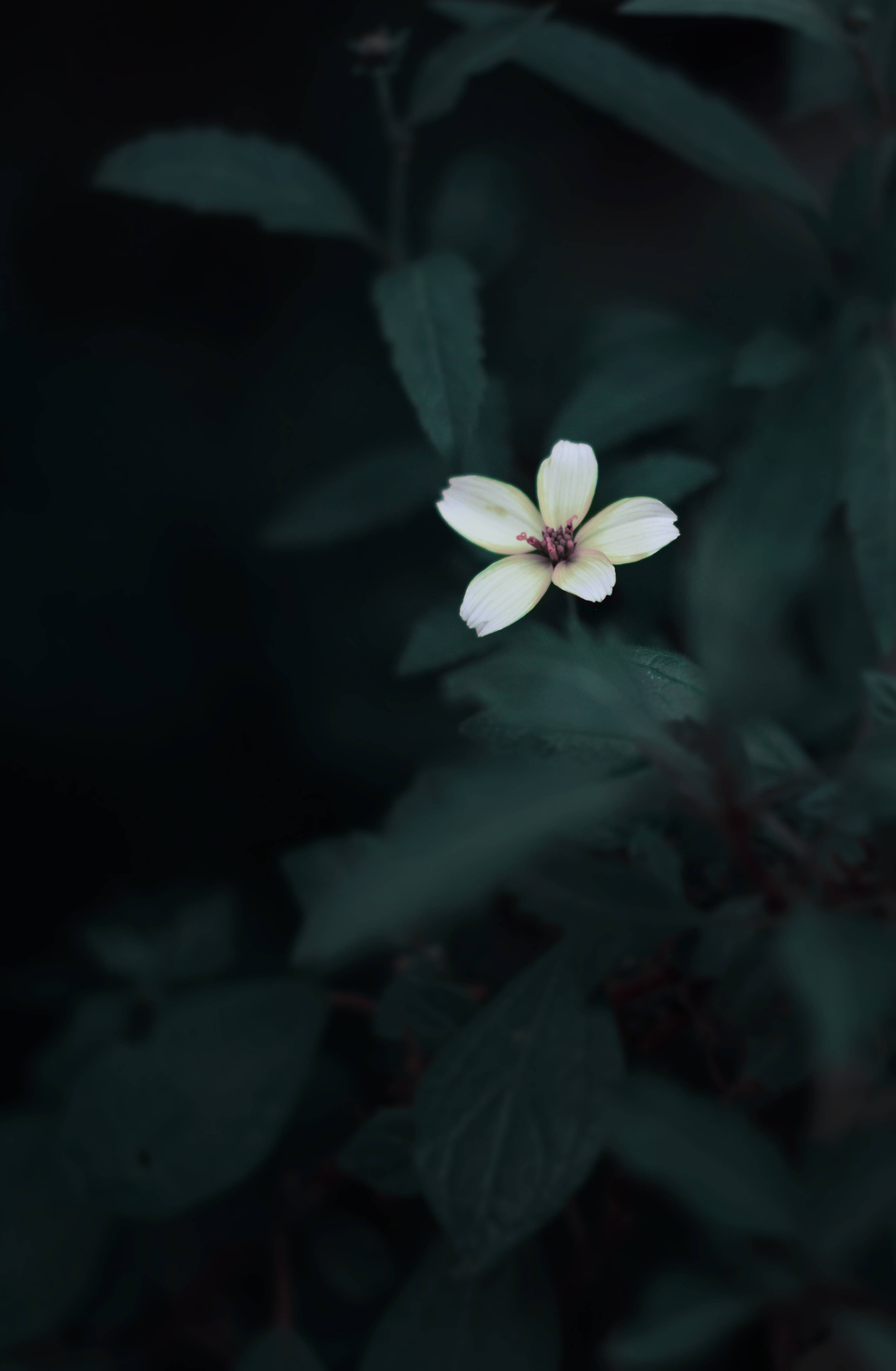 Søt blomst mørkegrønn estetikk Bakgrunner