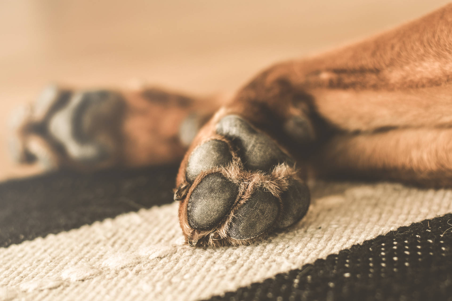 Brun hund med poter på stripete gulvteppe bakgrunnsbilde