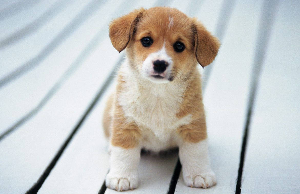 Søt Corgi-hund nysgjerrig Bakgrunner