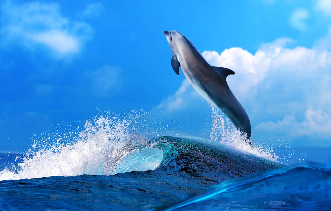Søt delfin majestetisk himmel Bakgrunner