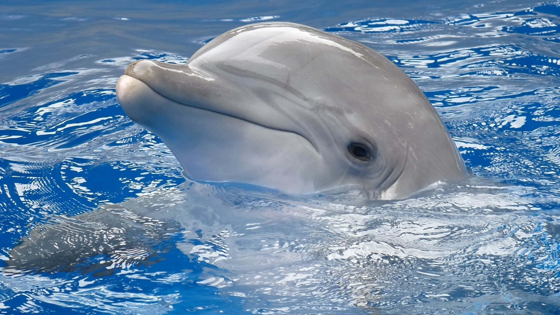 Søt Delfin Overflate Bilde Bakgrunner