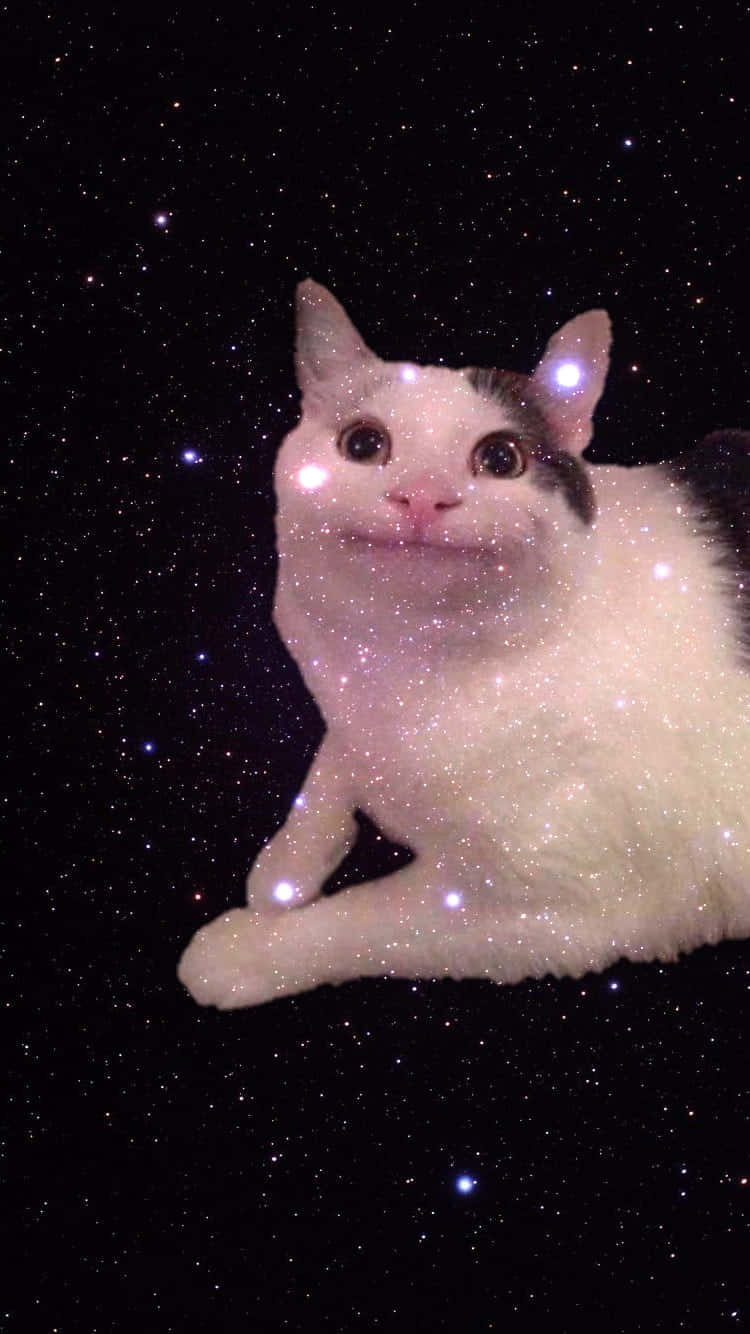 Søt forbannet katt smiler Bakgrunner