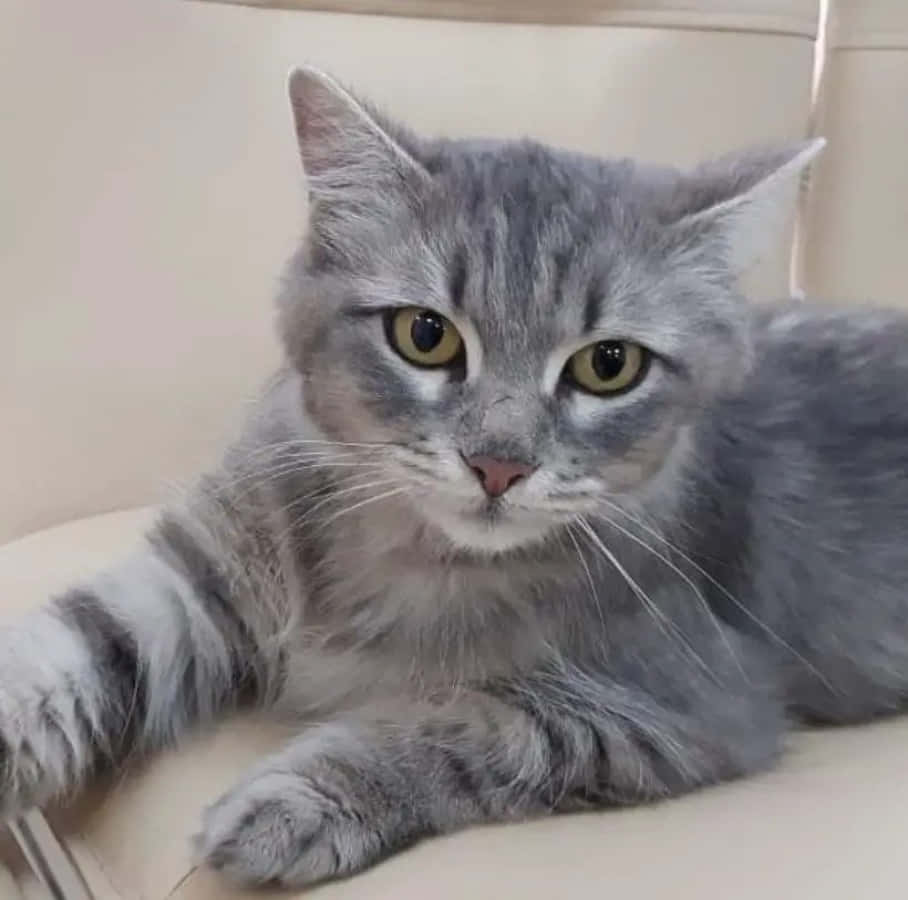 Søt grå tabby katt bilde Bakgrunner