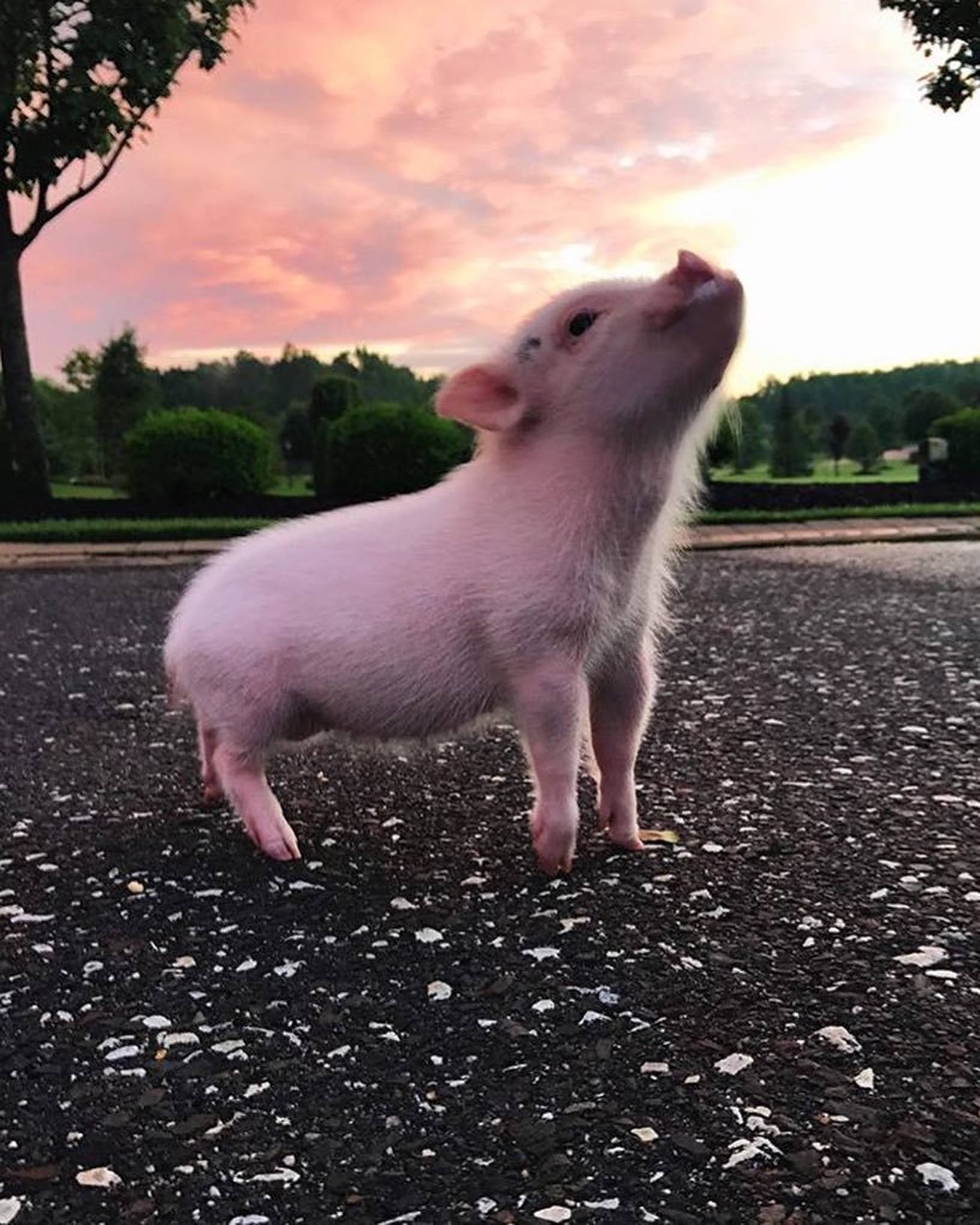 Søt gris fotografi Bakgrunner
