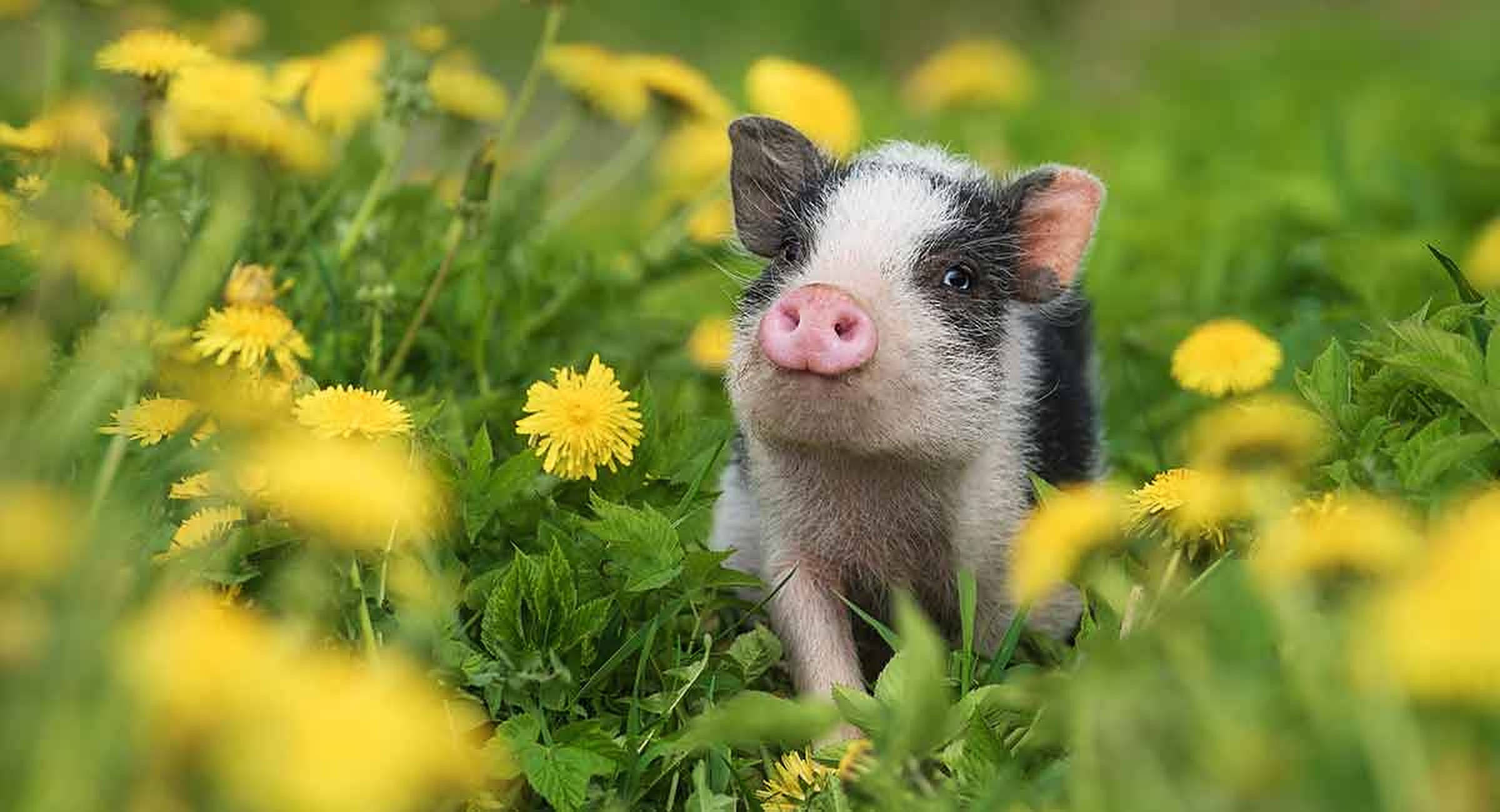 Søt gris på blomstereng Bakgrunner