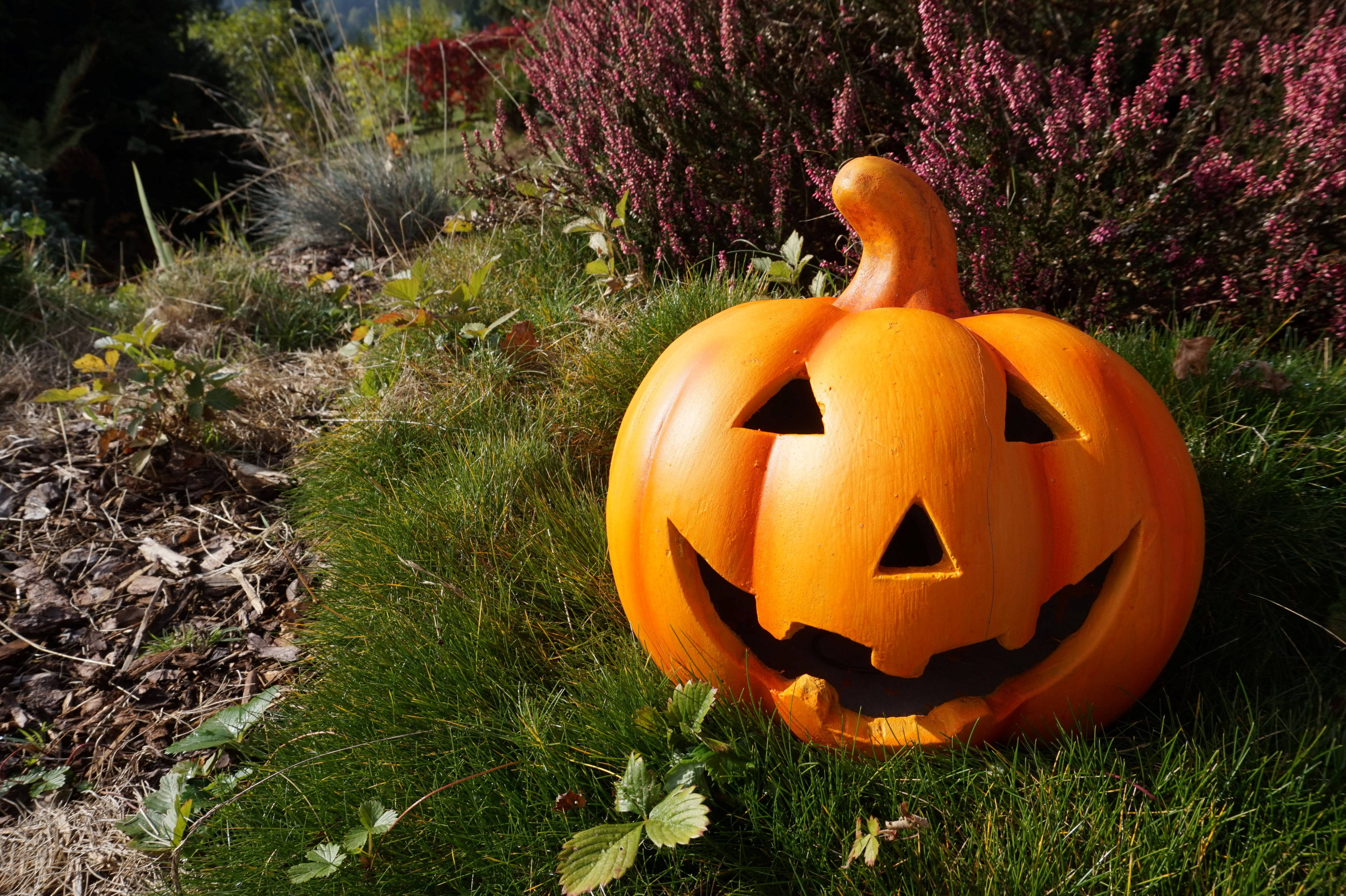 Søt Halloween-gresskar under solen Bakgrunner
