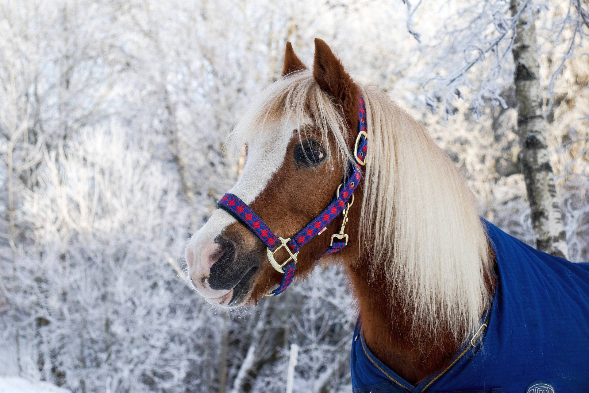 Søt hest i blått antrekk Bakgrunner