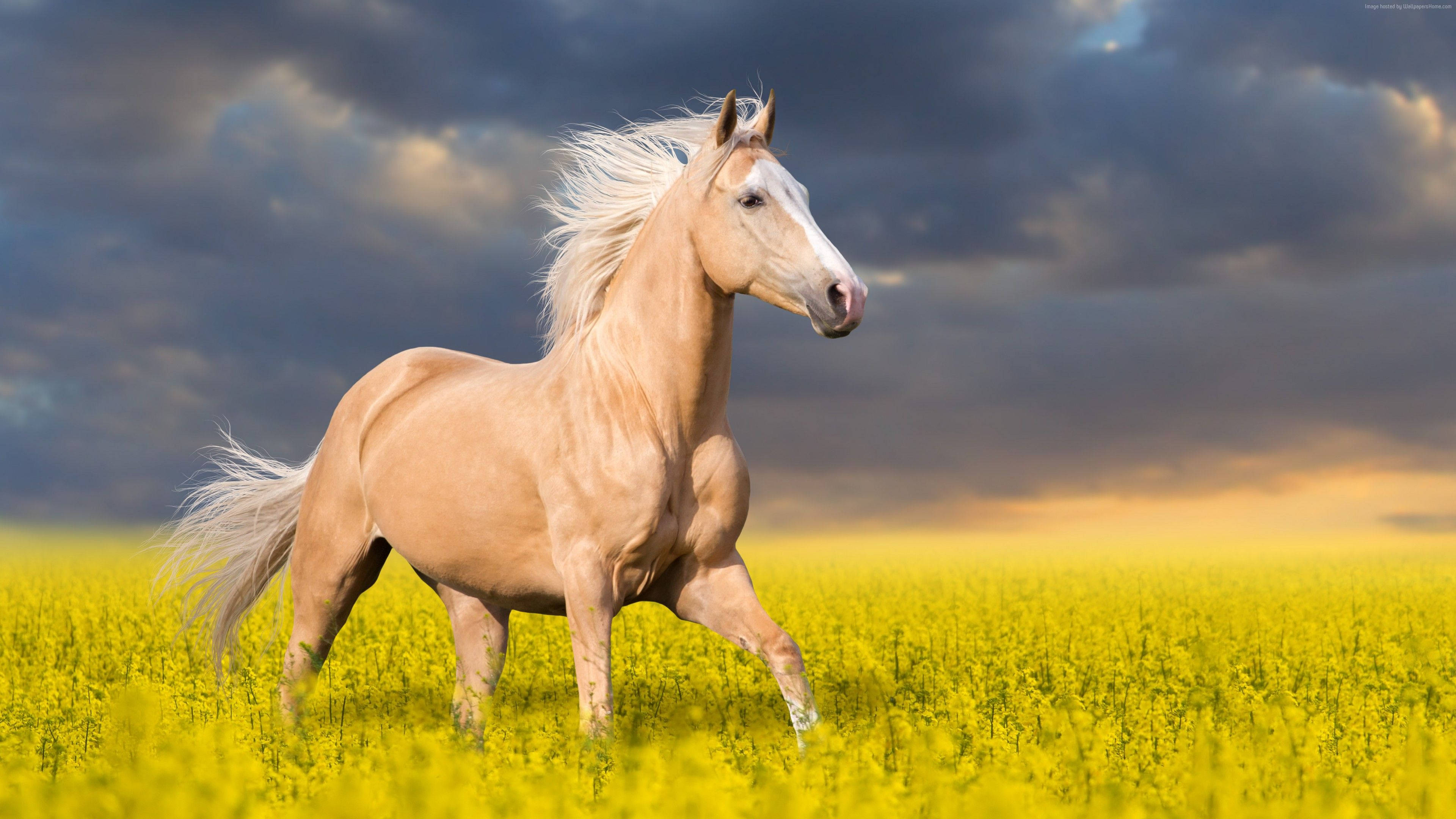 Søt hest i enga Bakgrunner