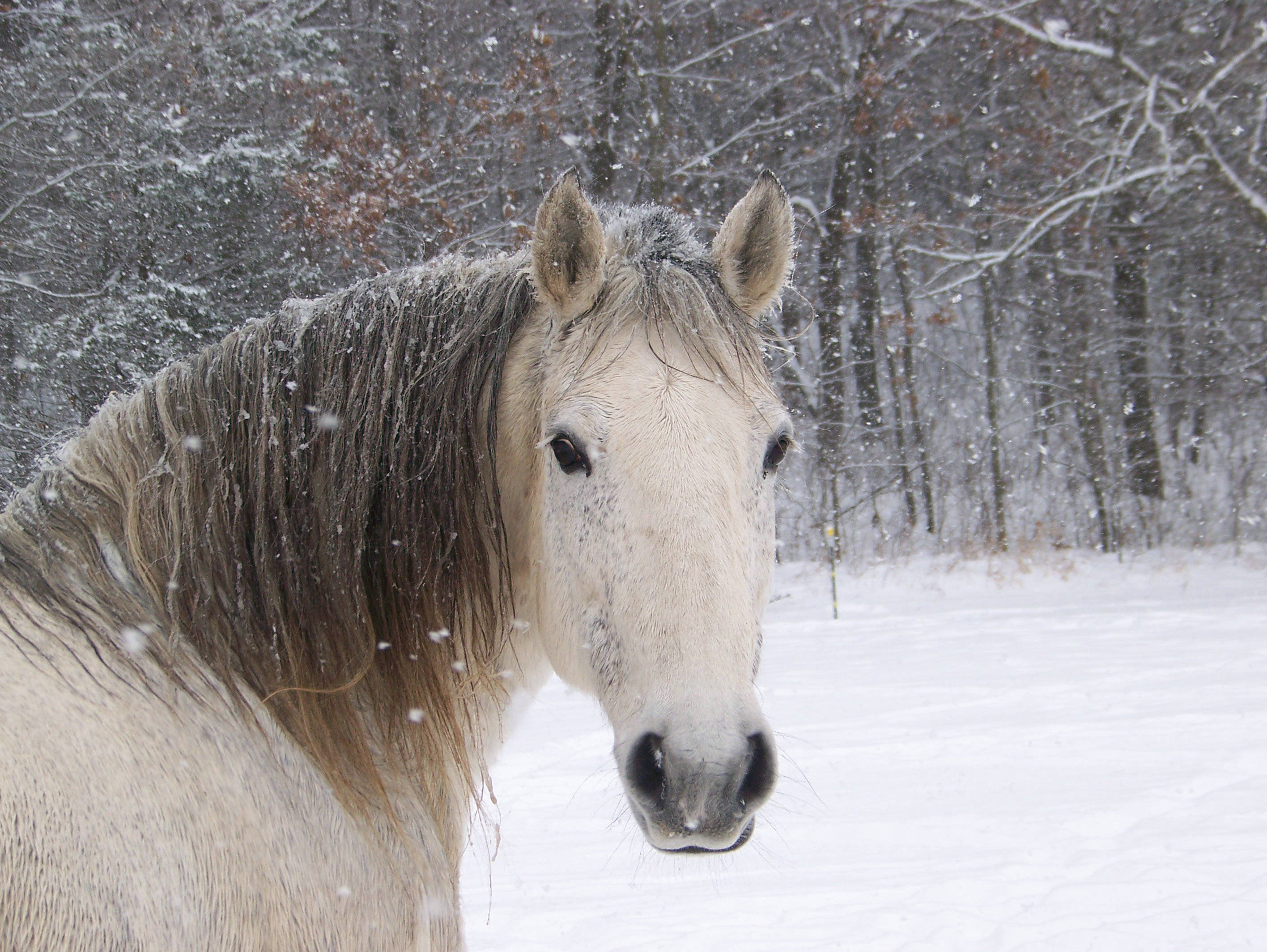 Søt hest i snødekt skog Bakgrunner
