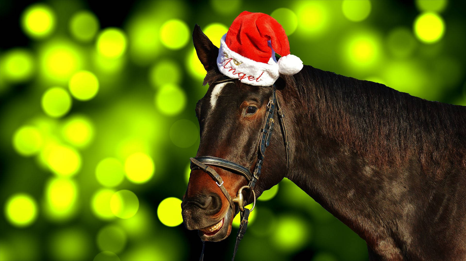Søt hest med nisselue til jul Bakgrunner