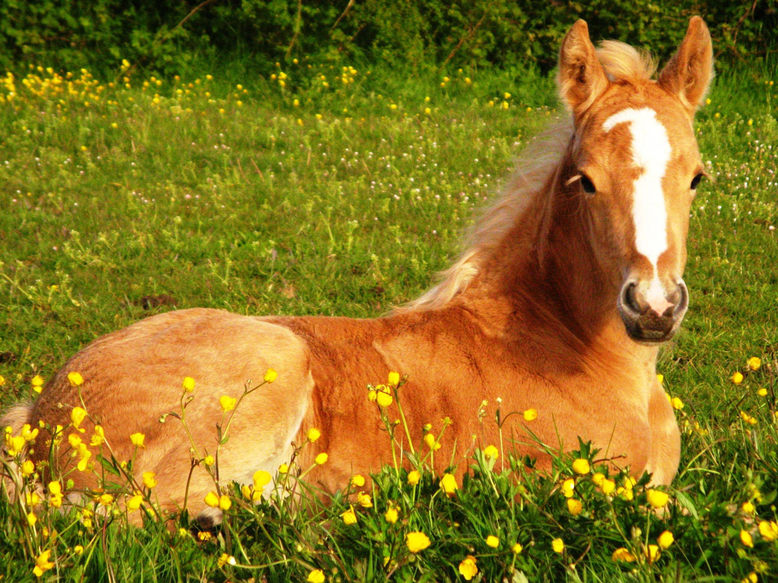 Søt hest og gule blomster Bakgrunner