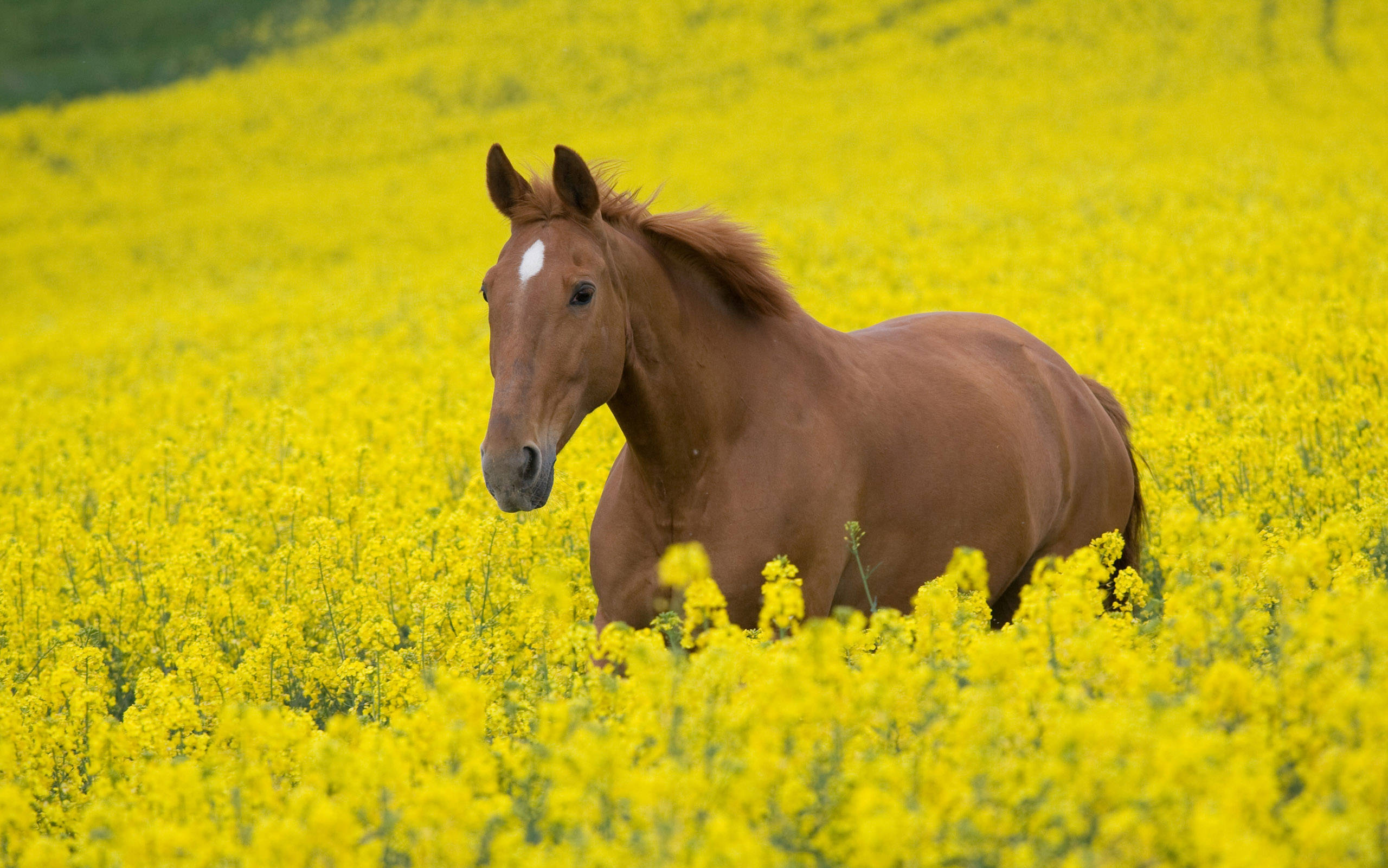 Søt hest på blomstereng Bakgrunner