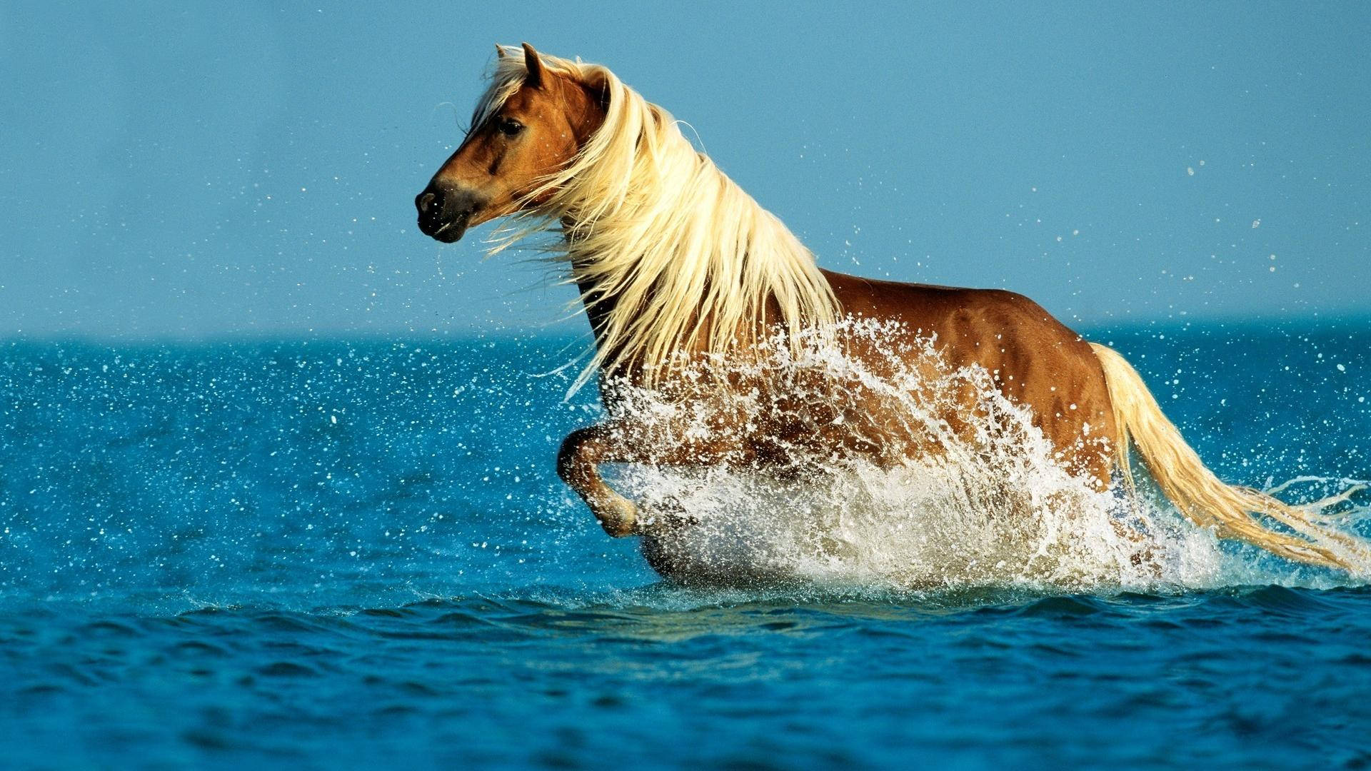 Søt hest på vannet Bakgrunner