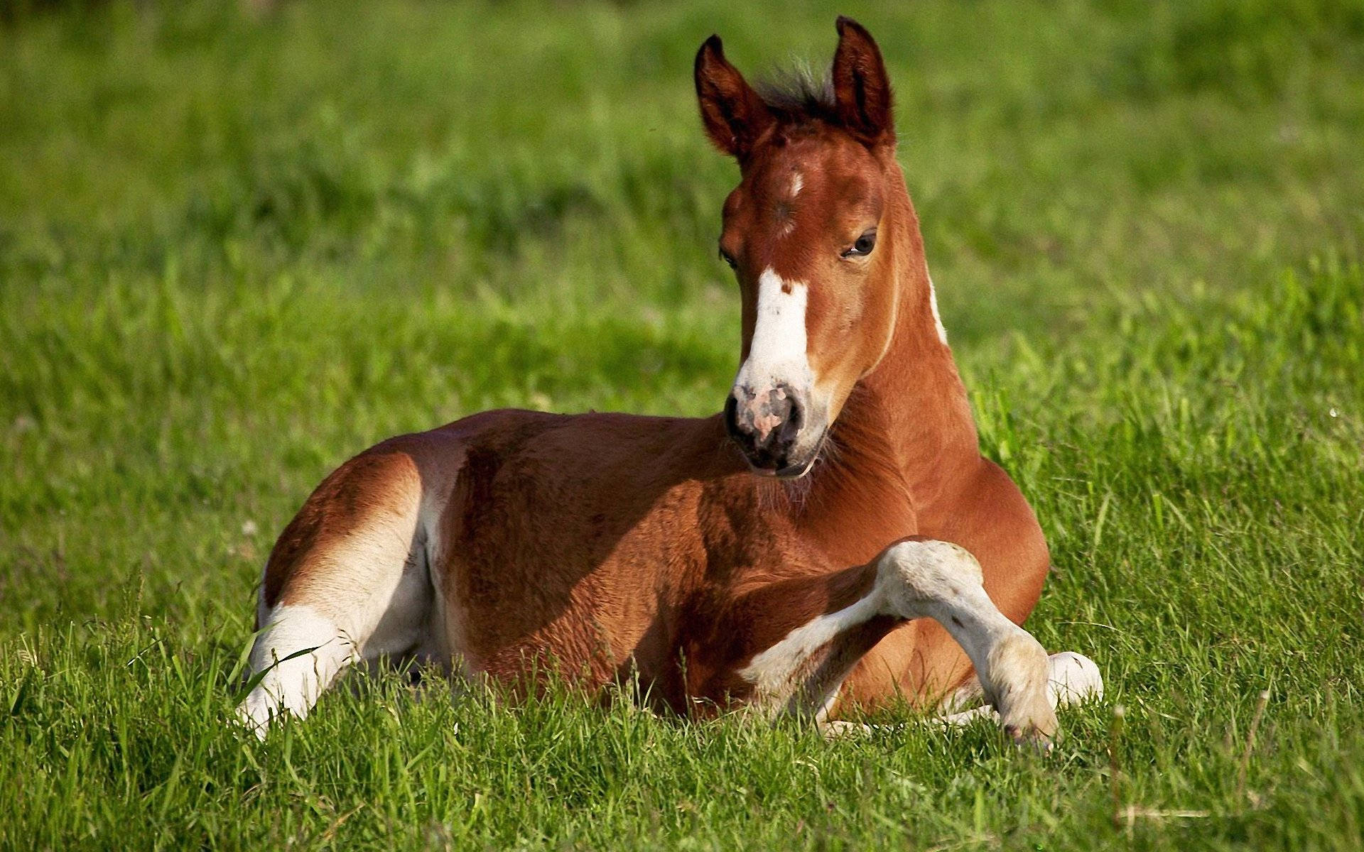 Søt hest som slapper av i gresset Bakgrunner