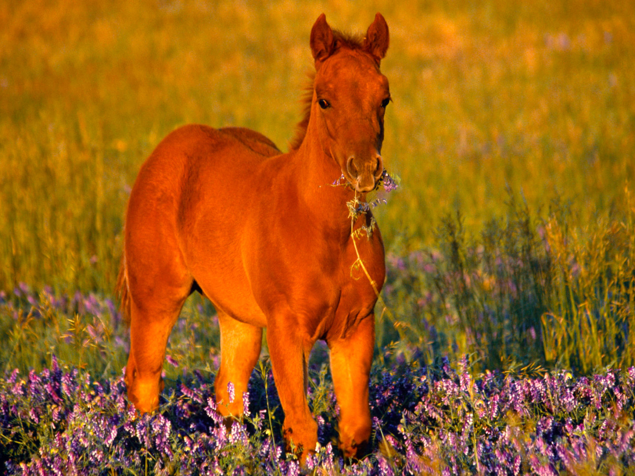 Søt hest som spiser lavendel Bakgrunner