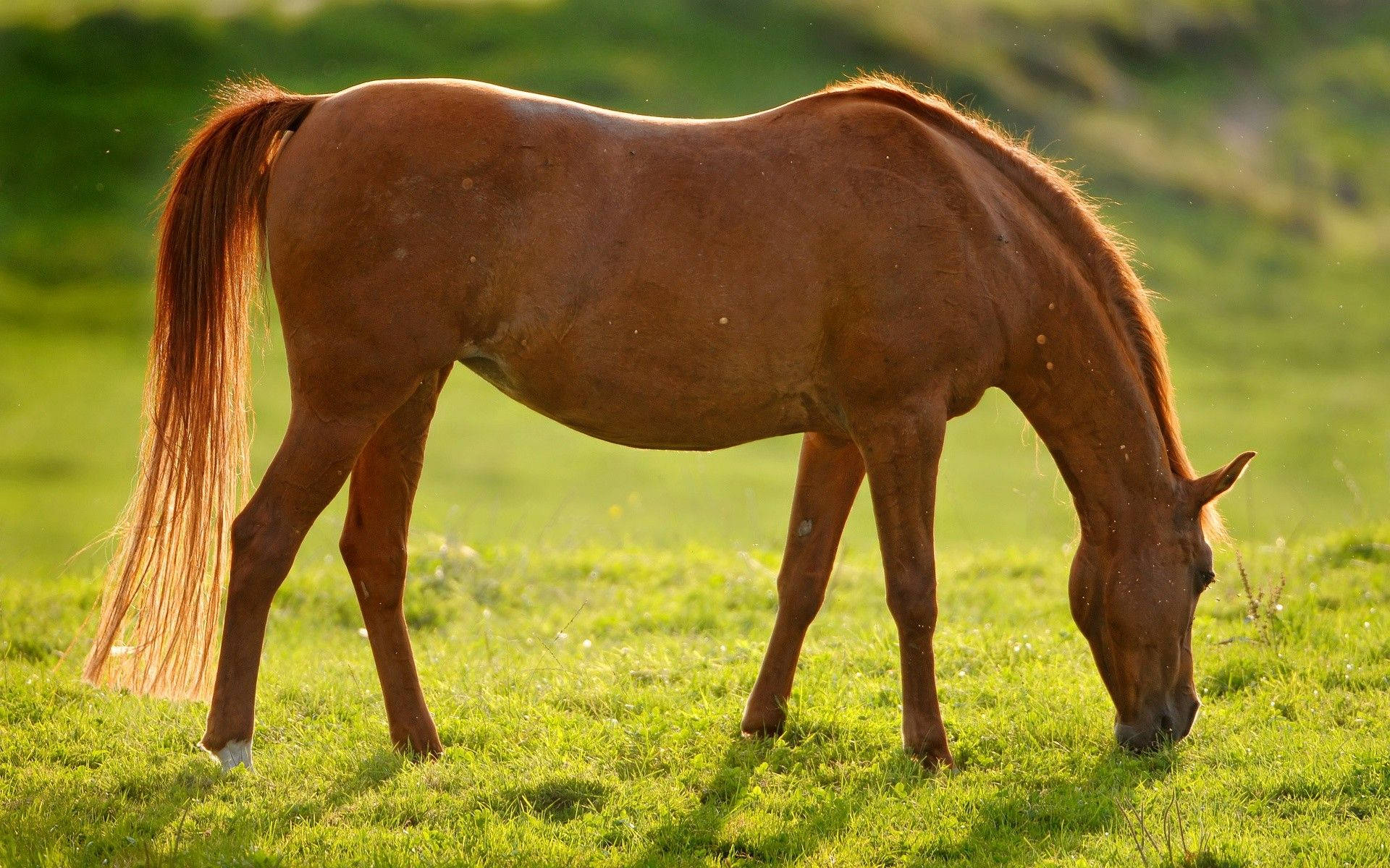 Søt hest som spiser Bakgrunner