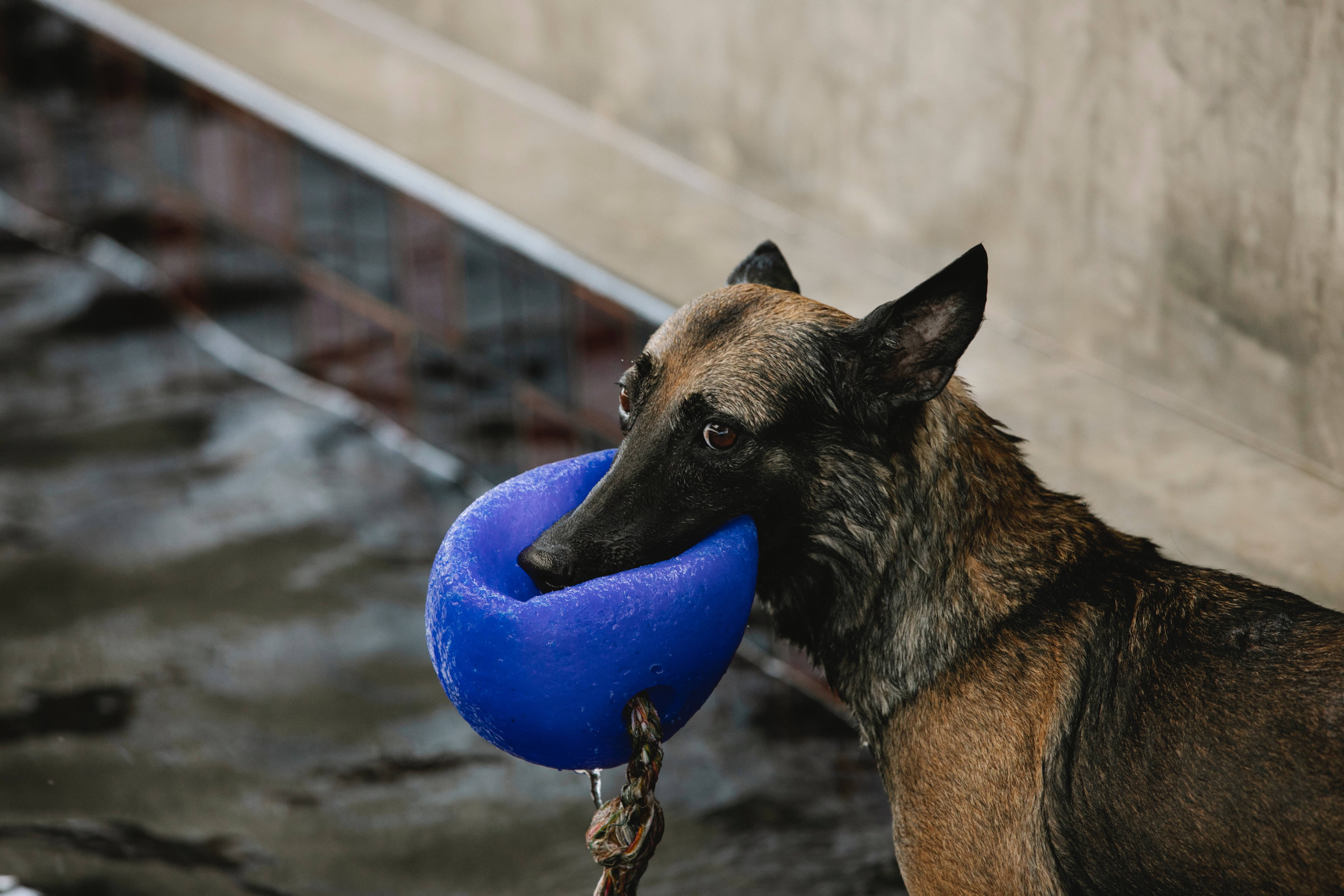 Søt hund med blå ball Bakgrunner