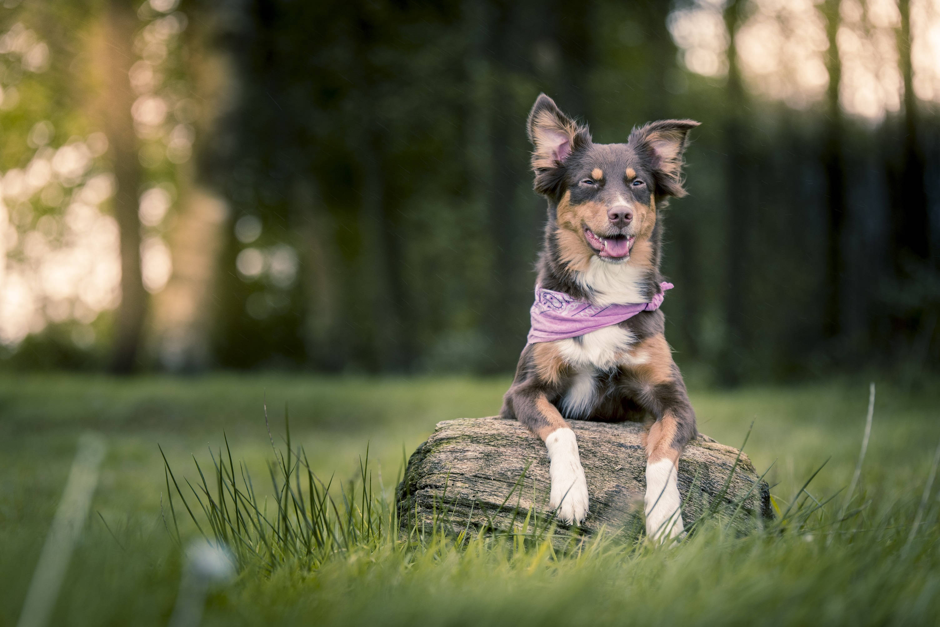 Søt hund med lilla tørkle Bakgrunner