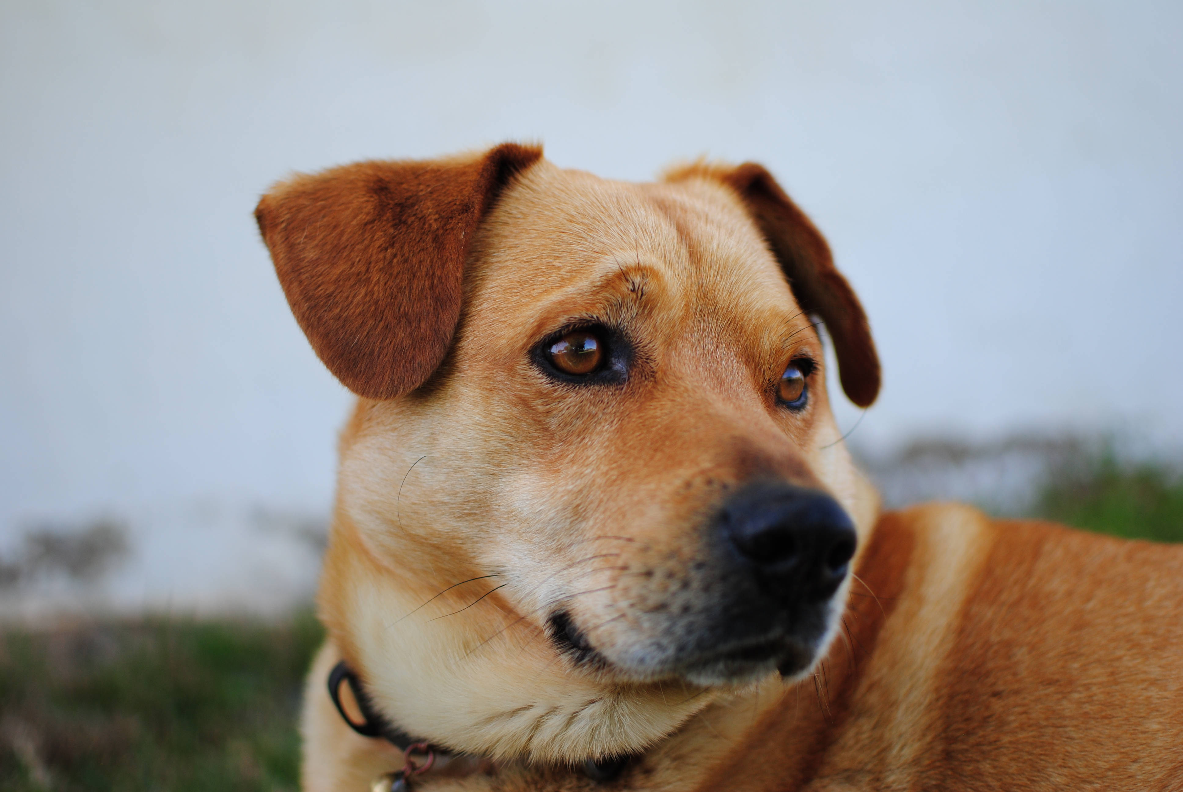 Søt hund østerriksk pinscher Bakgrunner