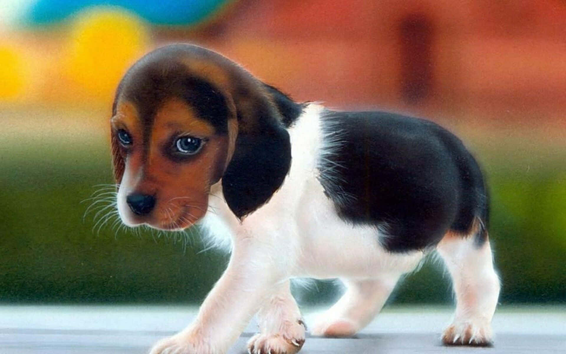 Søt hund som poserer på en solrik dag Bakgrunner